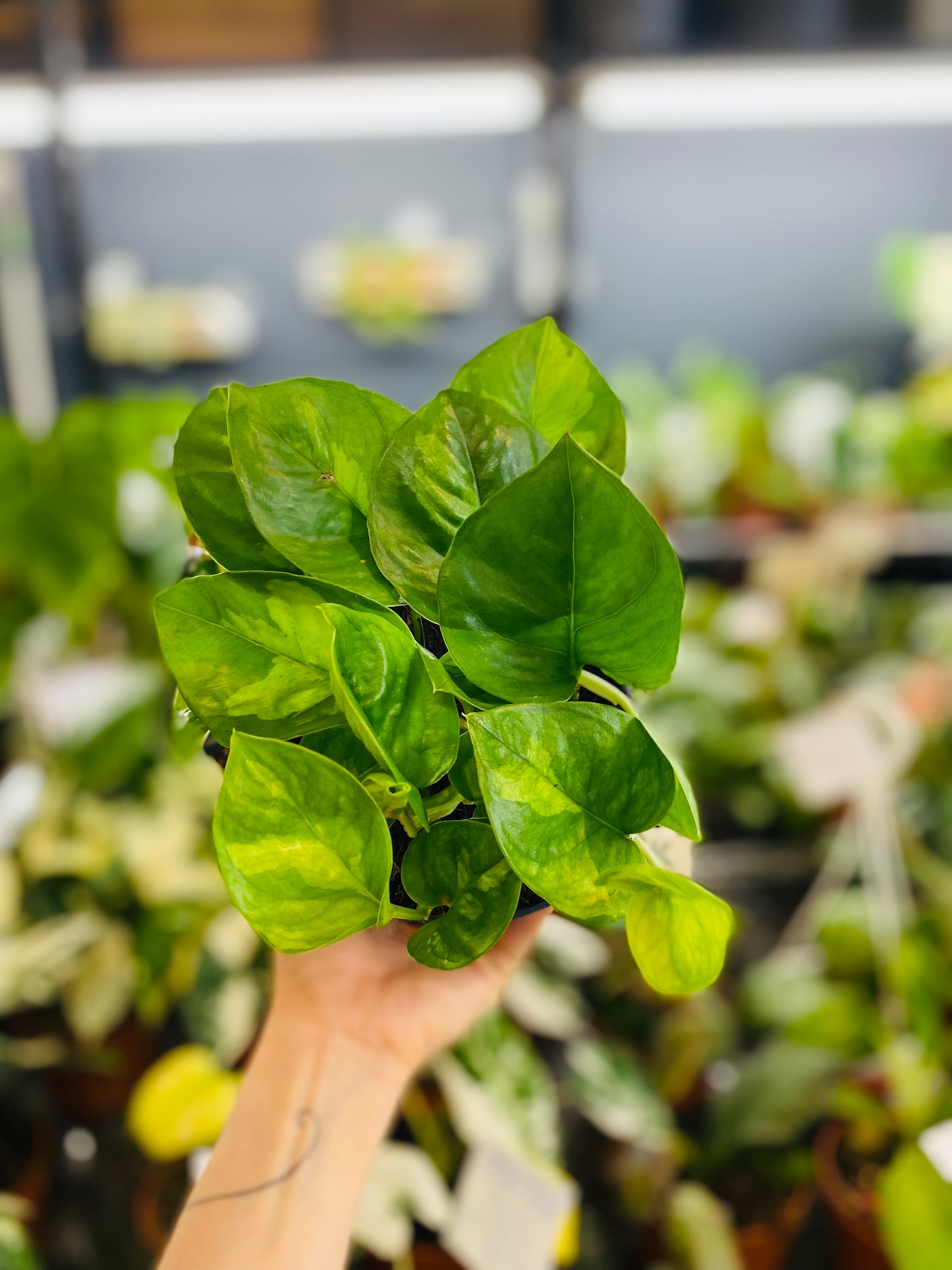 Epipremnum Global Green