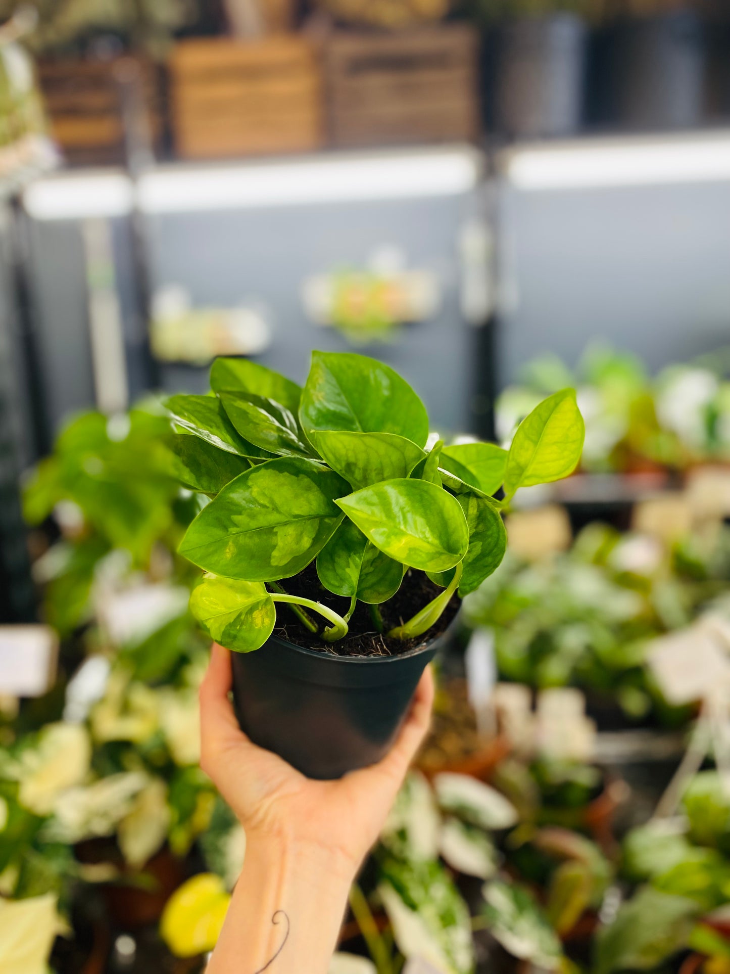 Epipremnum Global Green