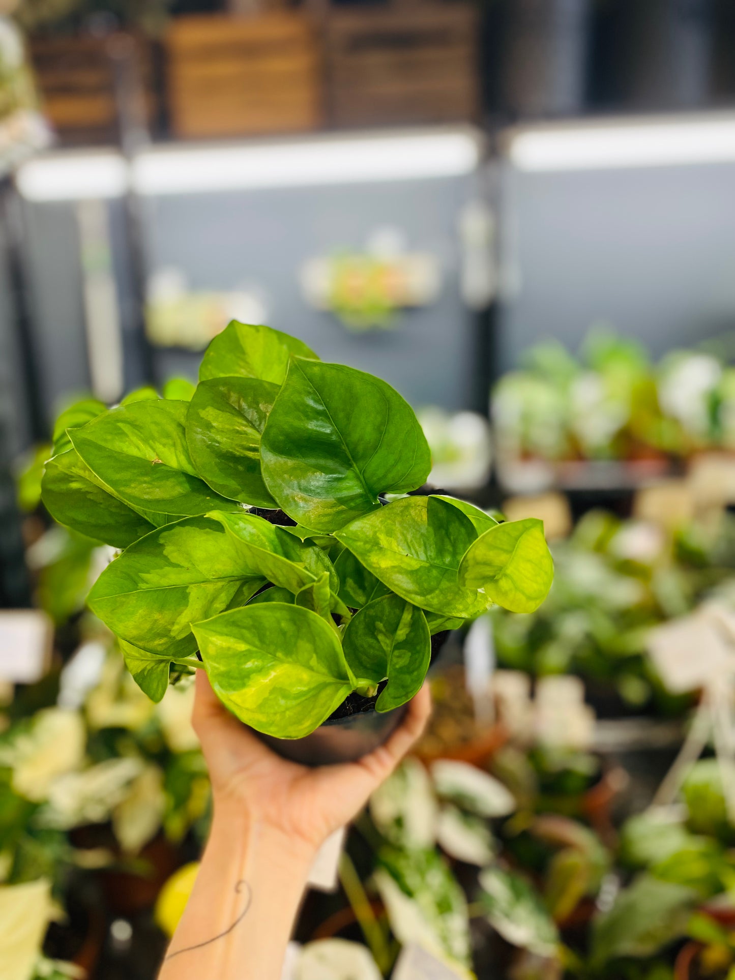 Epipremnum Global Green