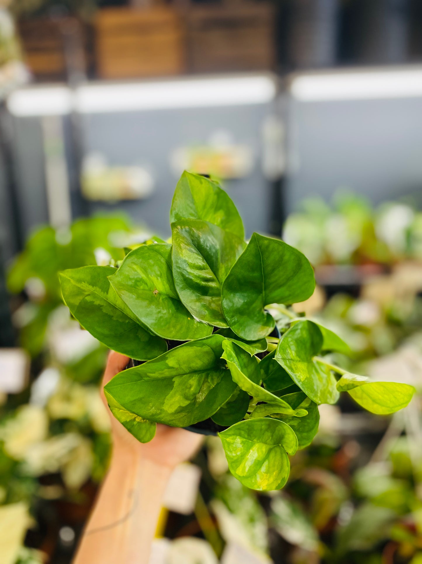 Epipremnum Global Green