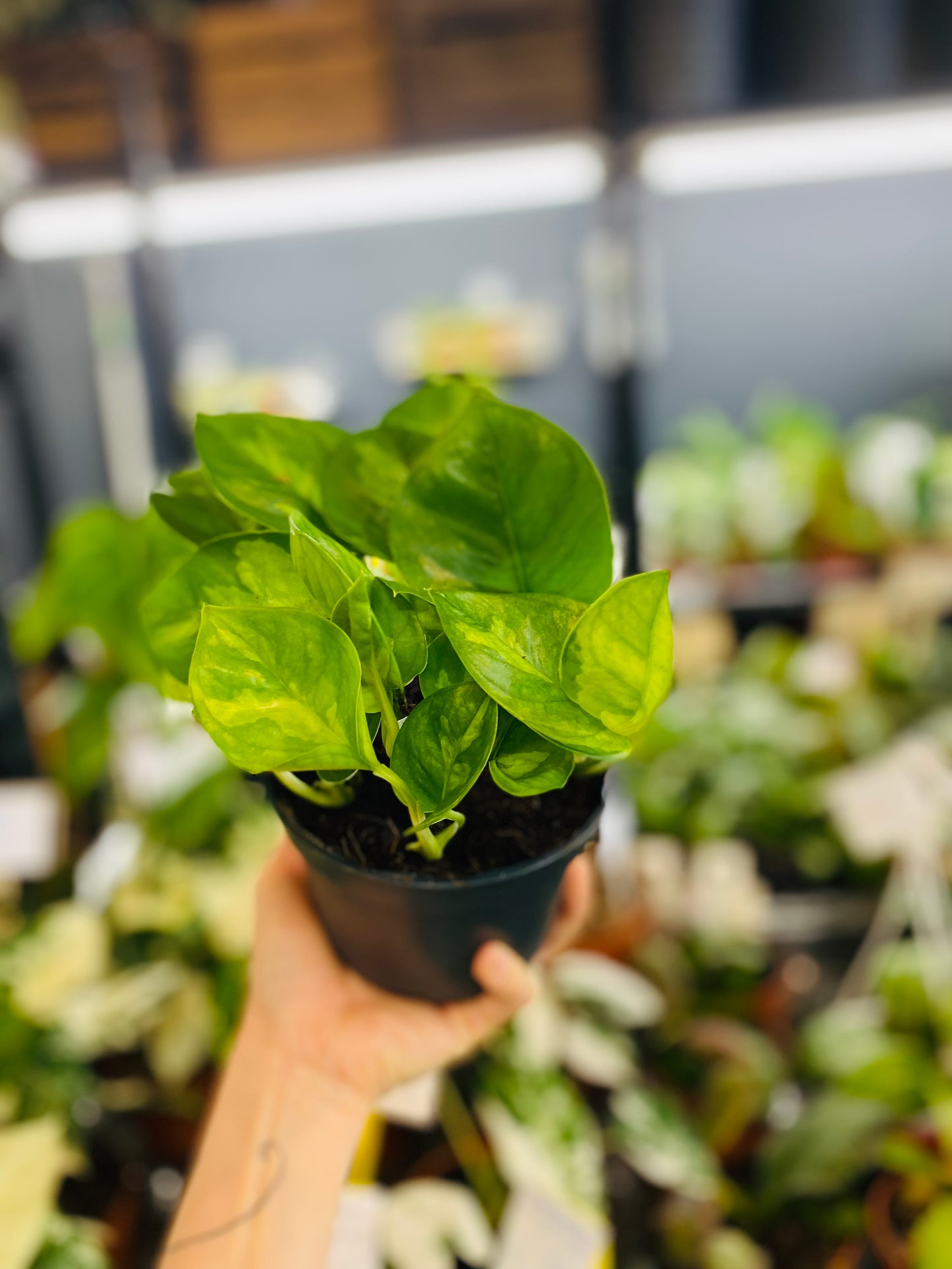 Epipremnum Global Green