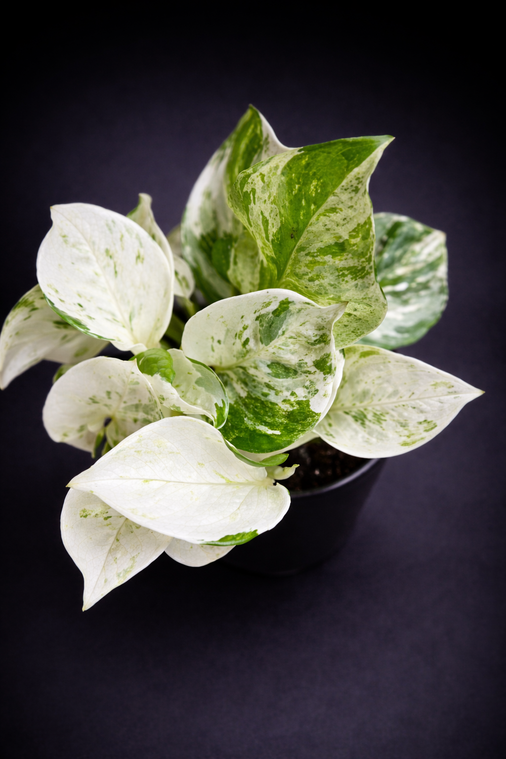 Epipremnum Happy Leaf