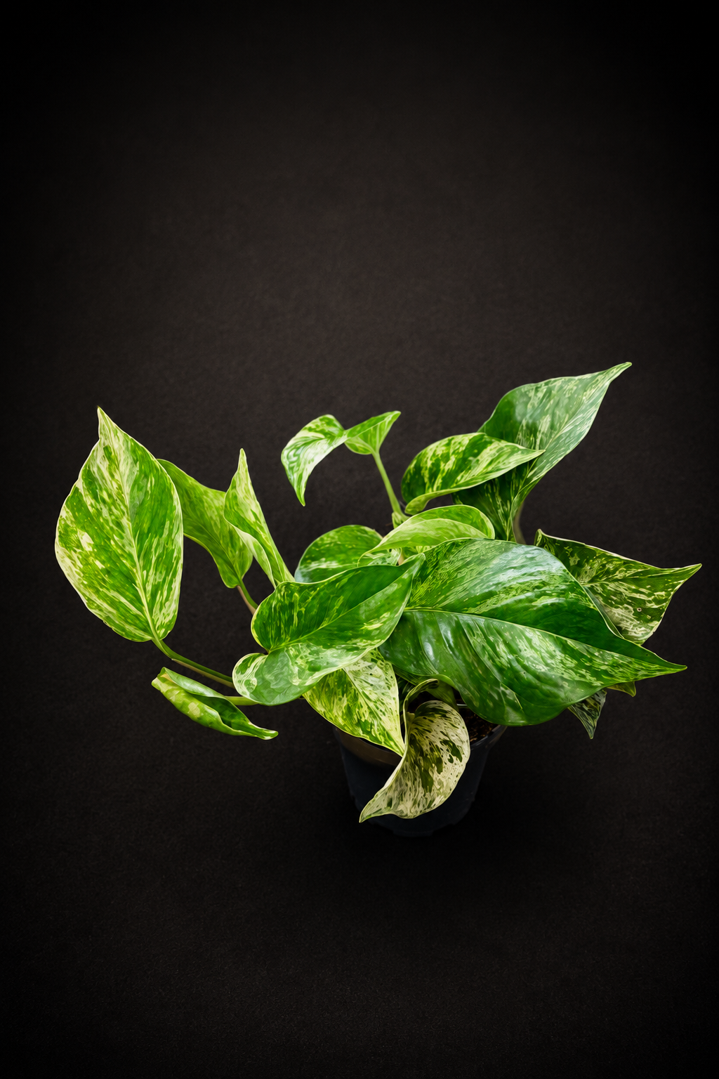 Epipremnum Marble Queen