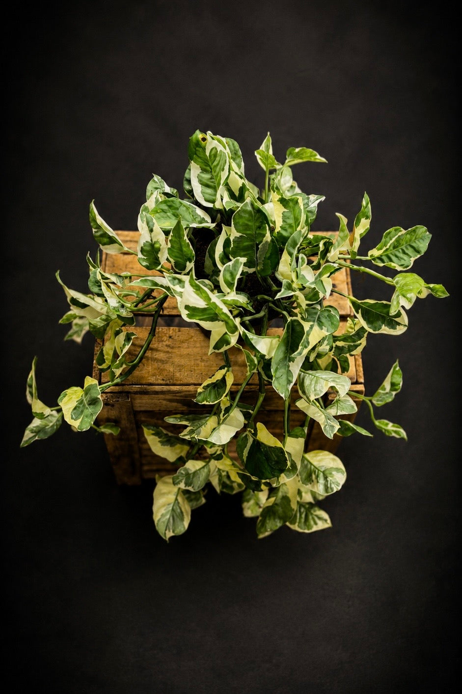 Epipremnum N'joy
