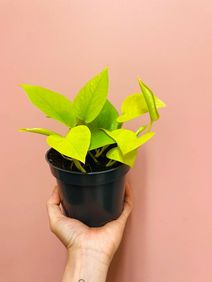 Lysende limegrønne blader av Epipremnum 'Neon', uttrykker friskhet og energi.