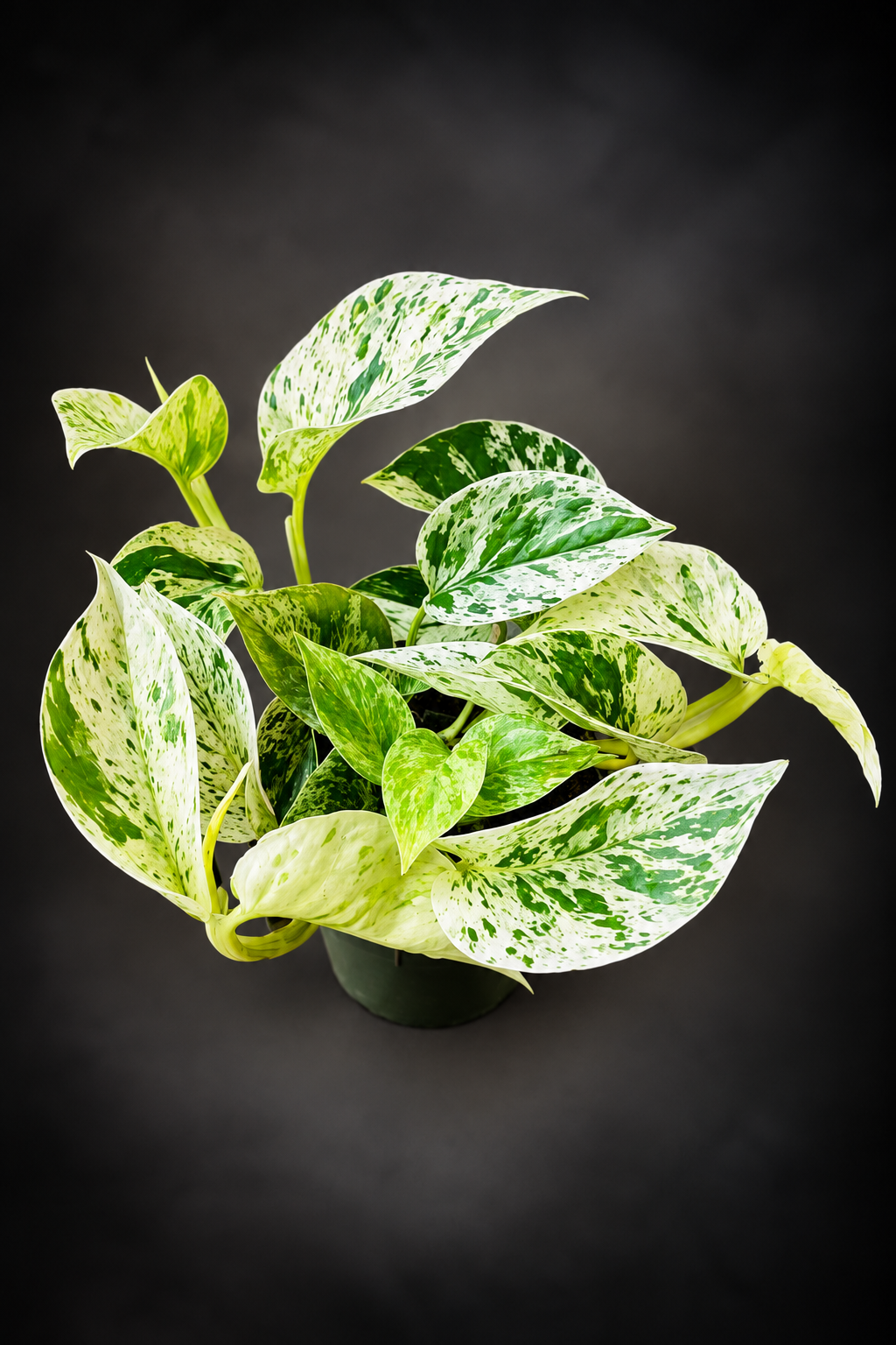 Epipremnum Marble Queen