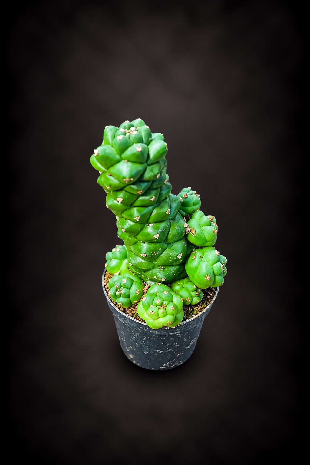 Euphorbia Ritchiei