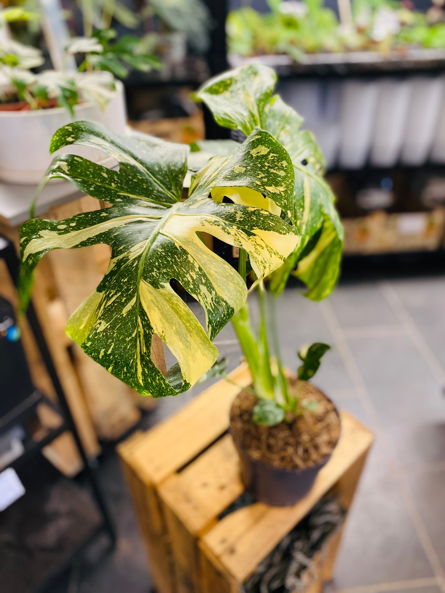 Monstera Thai Constellation - 50 cm høy - 2