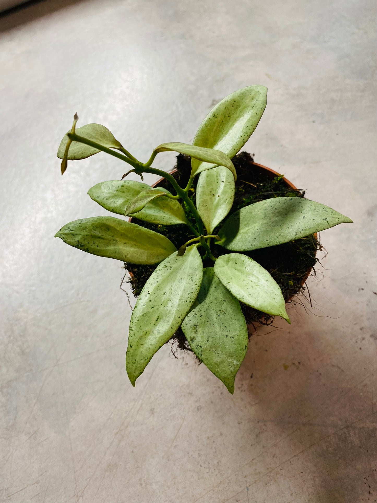 Hoya New Guinea Ghost