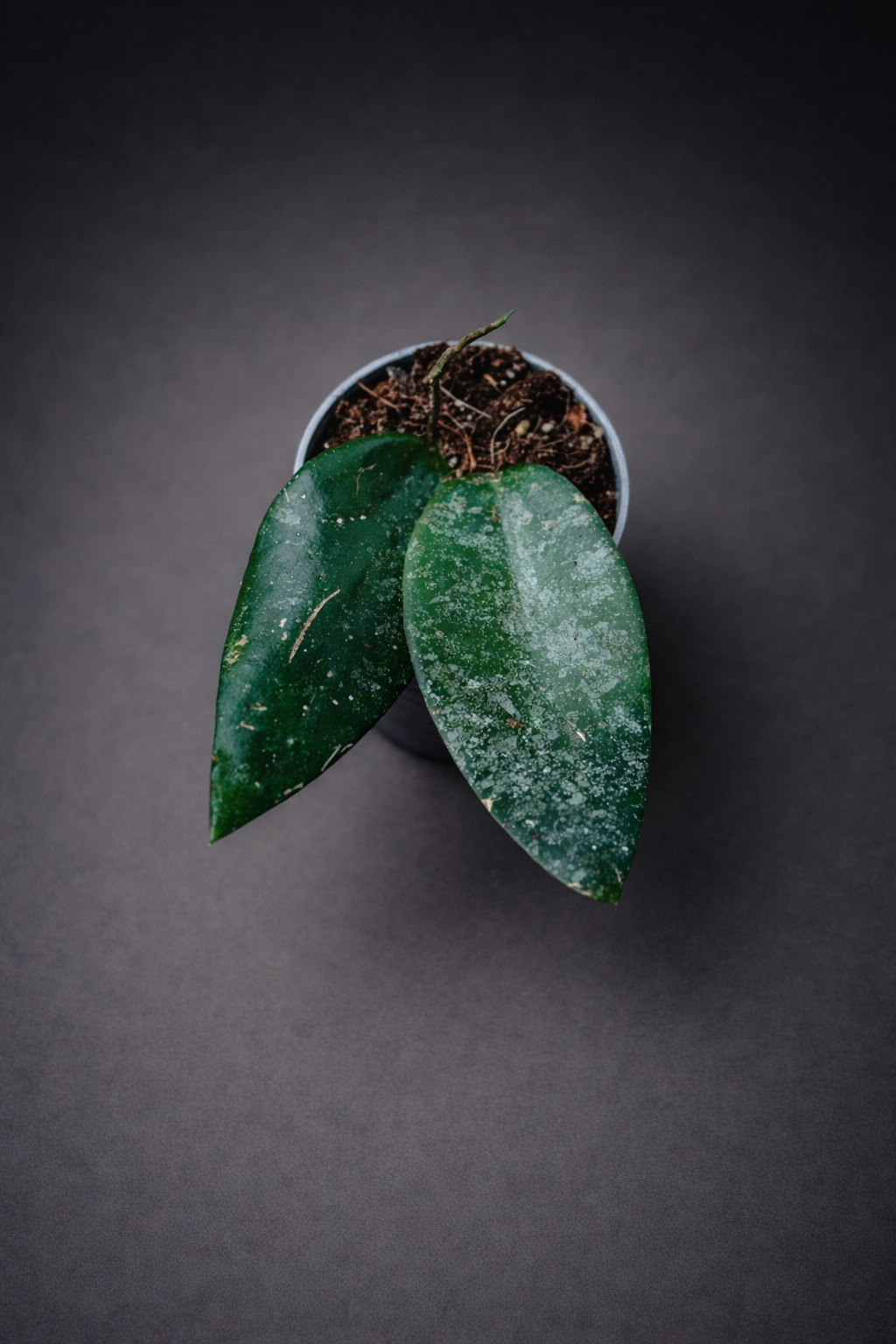 Hoya Caudata