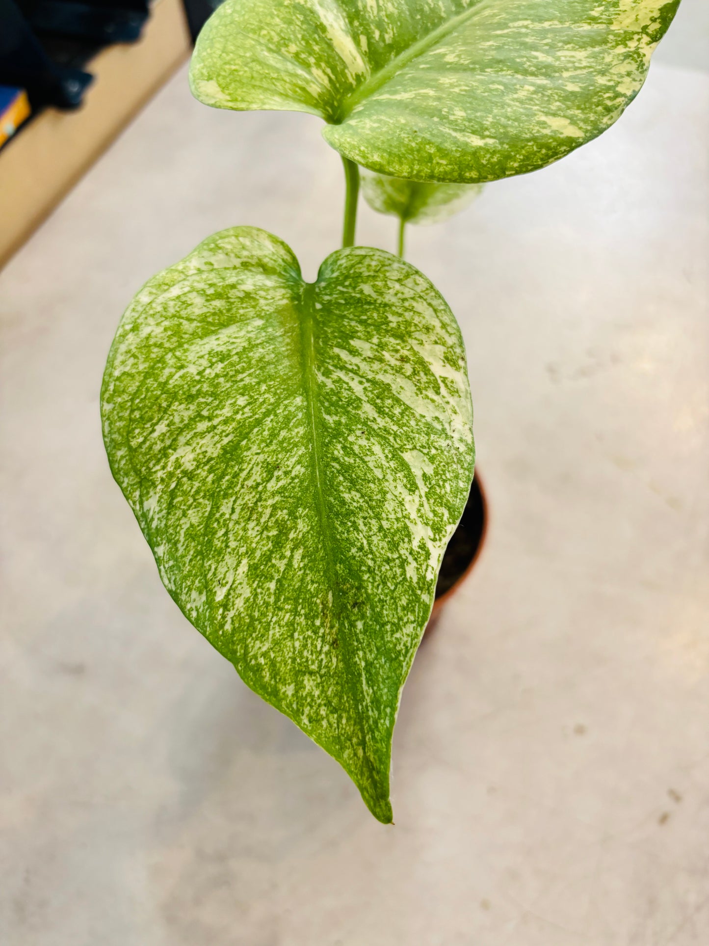 Monstera Mint - 6