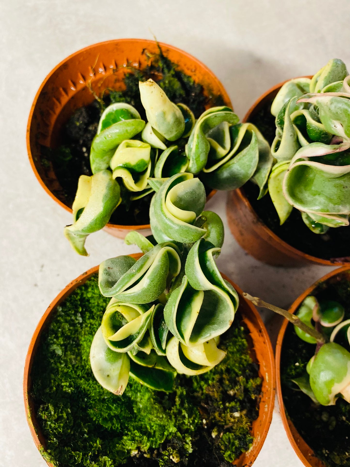 Hoya Carnosa Compacta Variegata