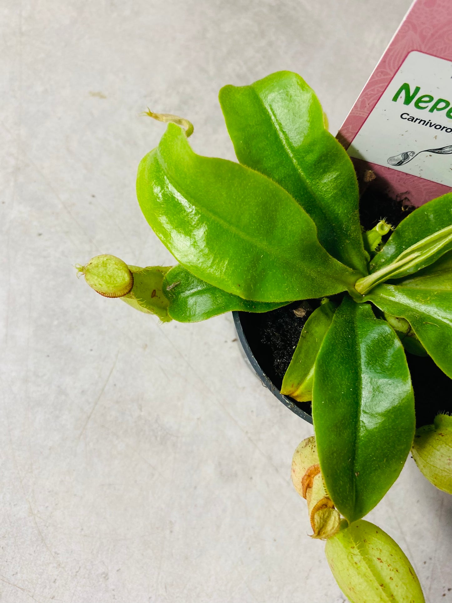 Nepenthes Ampullaria Jack