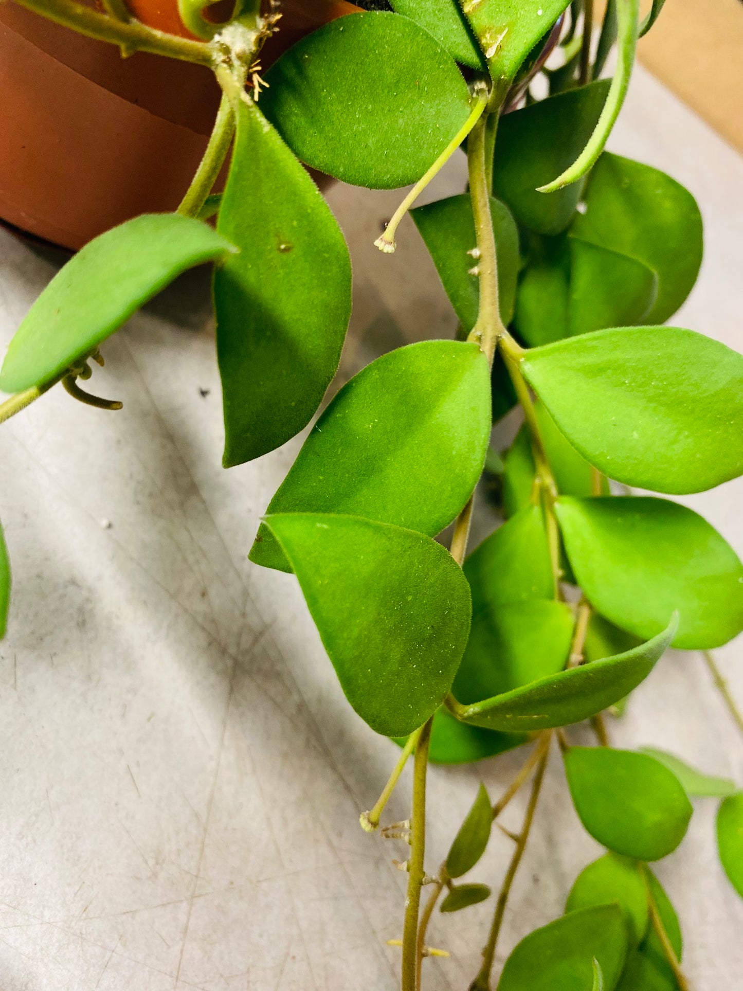 Hoya Nummularioides