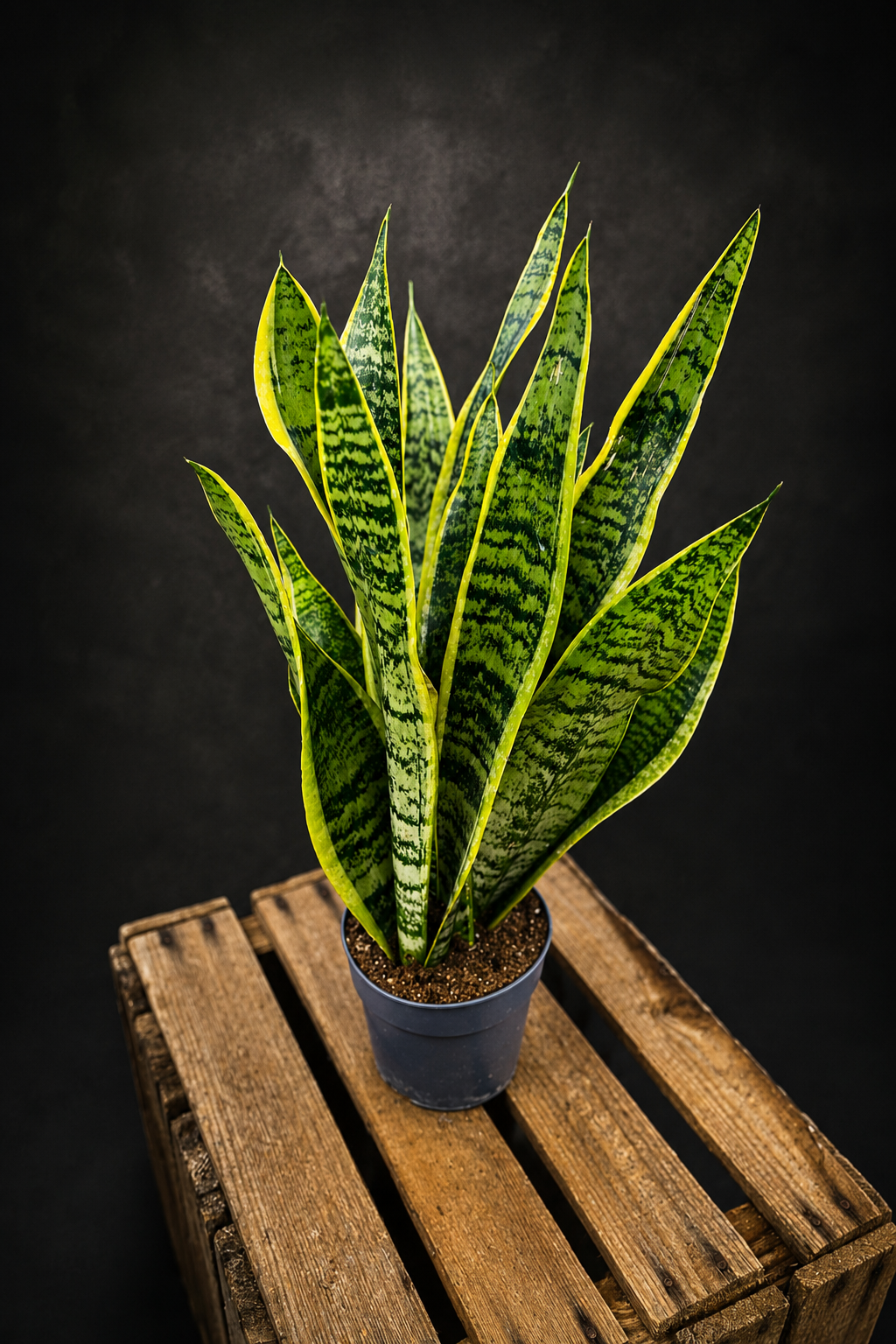 Sansevieria Trifasciata ‘Laurentii’