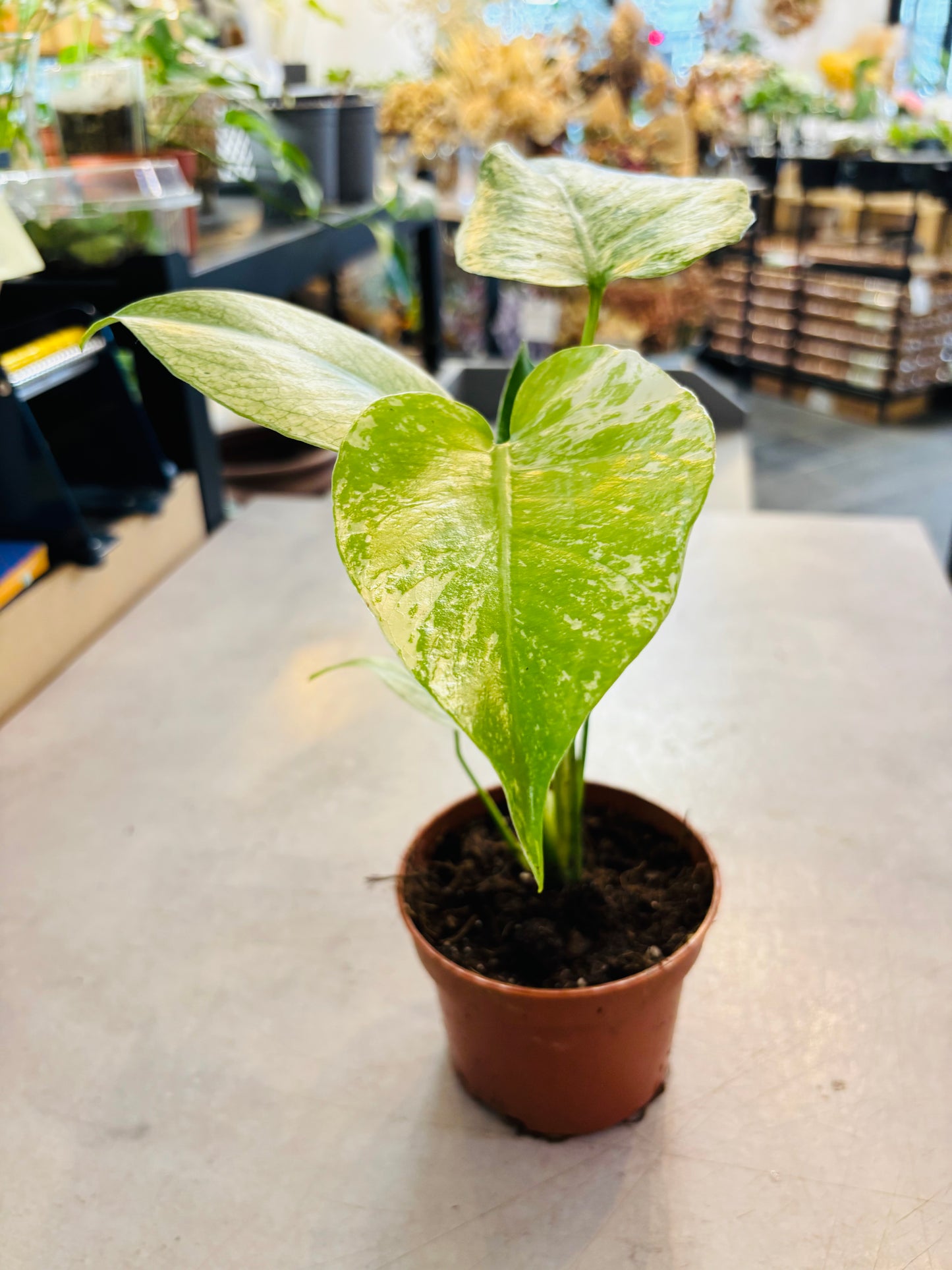 Monstera Mint - 3