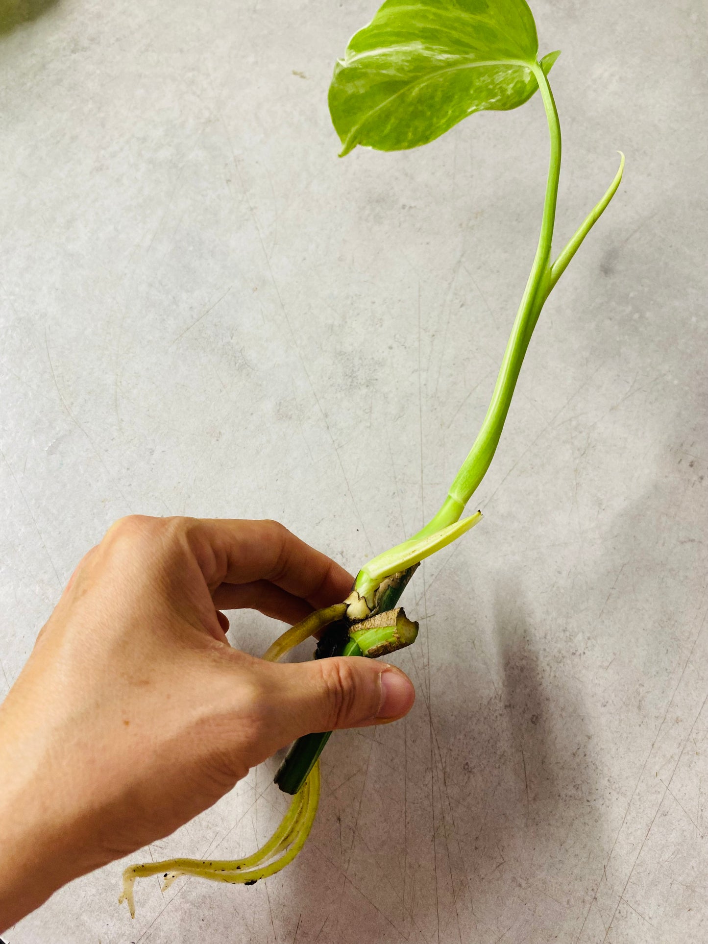 Monstera Variegata - Side Stikling