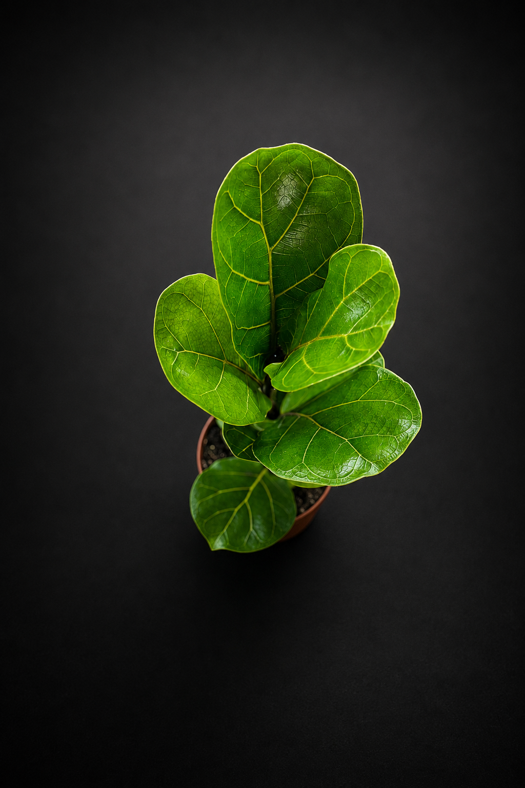 Ficus Lyrata Bambino