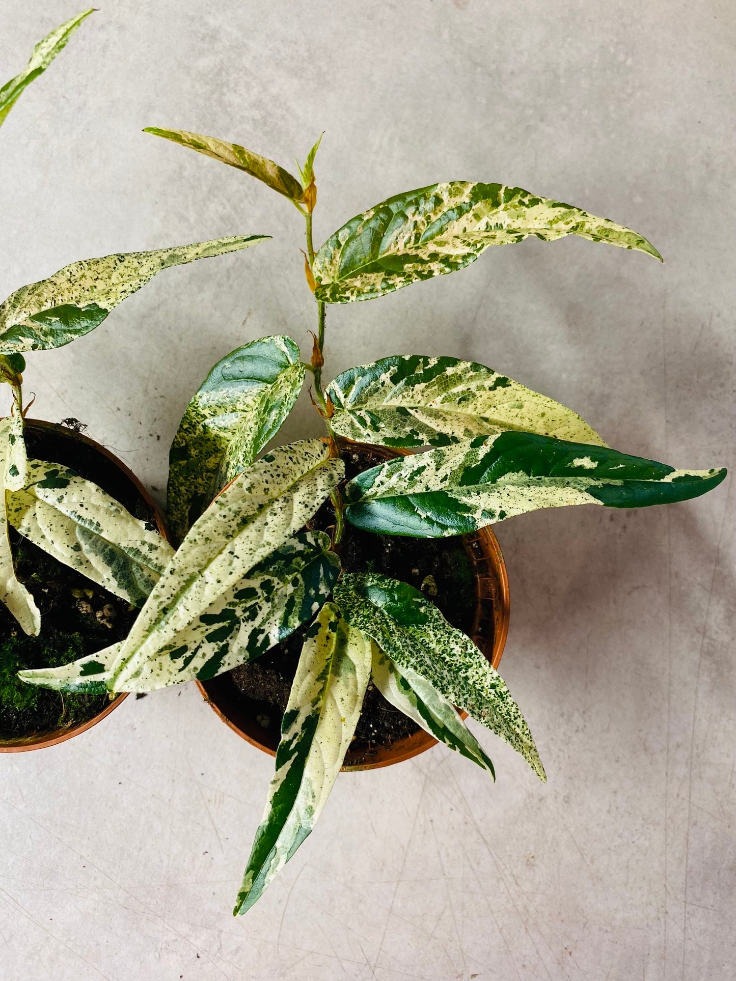 Ficus Sagittata Variegata Pink - 10,5 cm potte