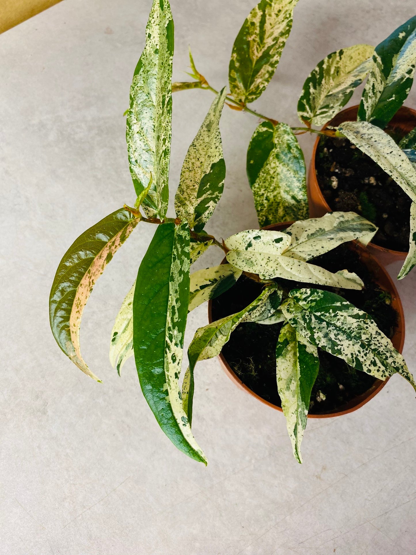 Ficus Sagittata Variegata Pink - 10,5 cm potte