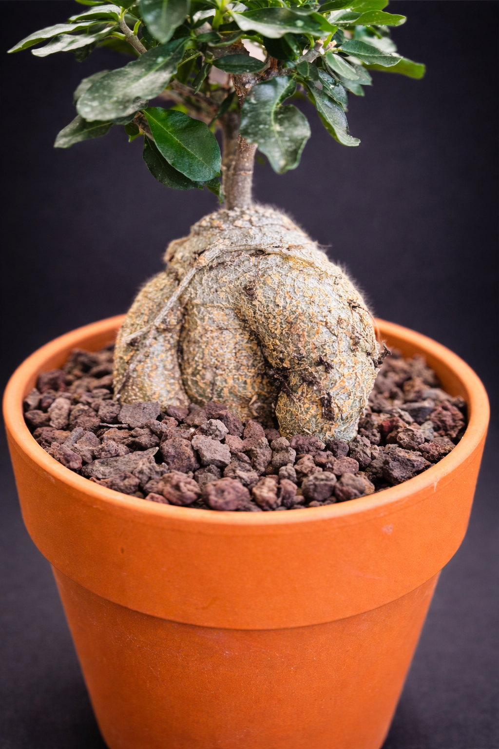 Fockea Edulis - 4