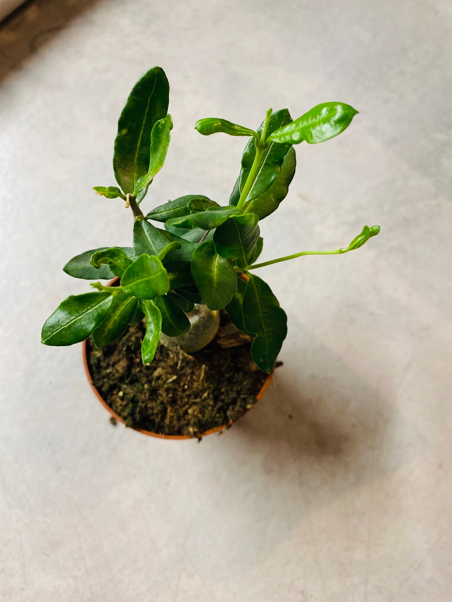 Fockea Edulis