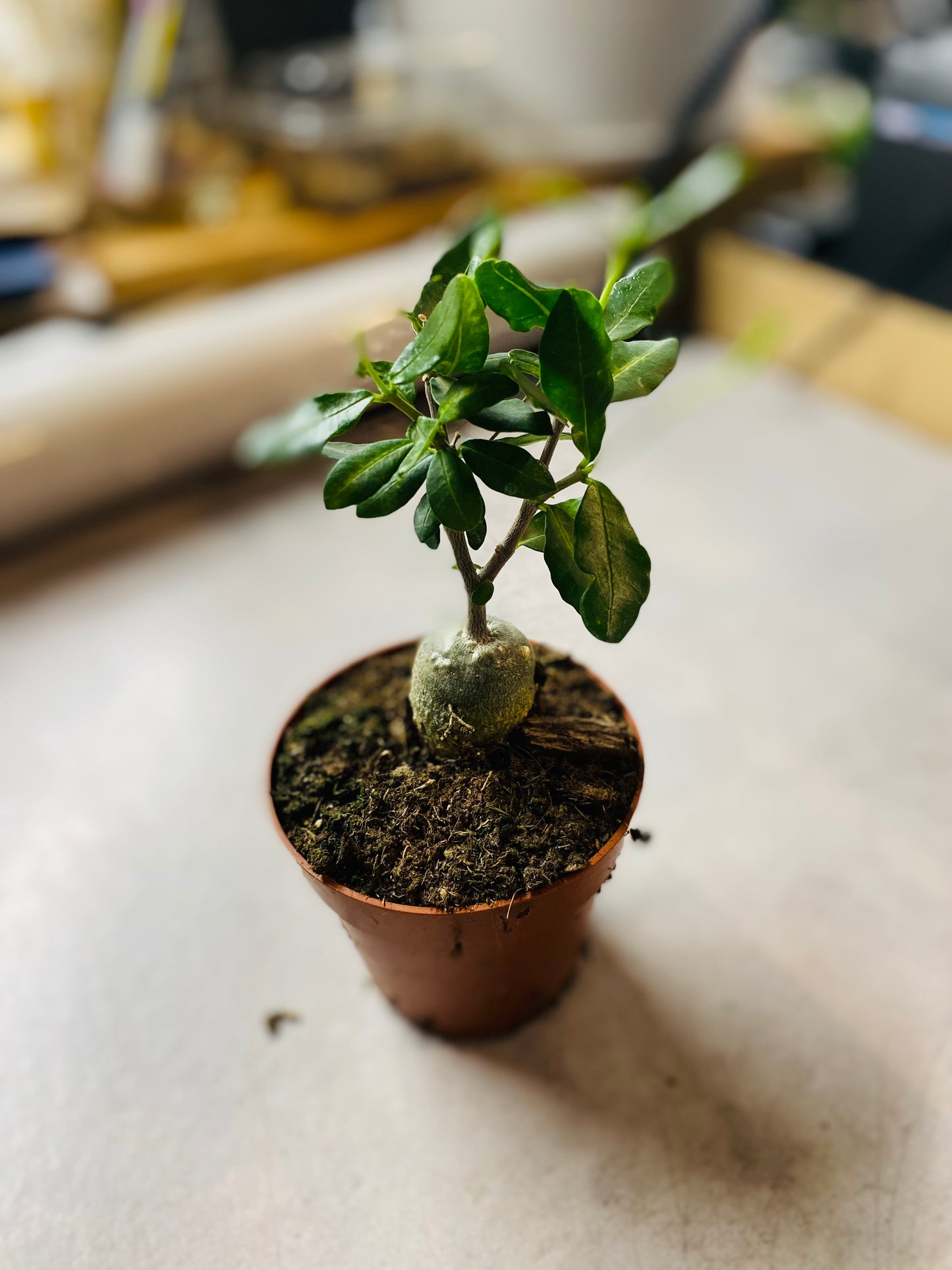 Fockea Edulis
