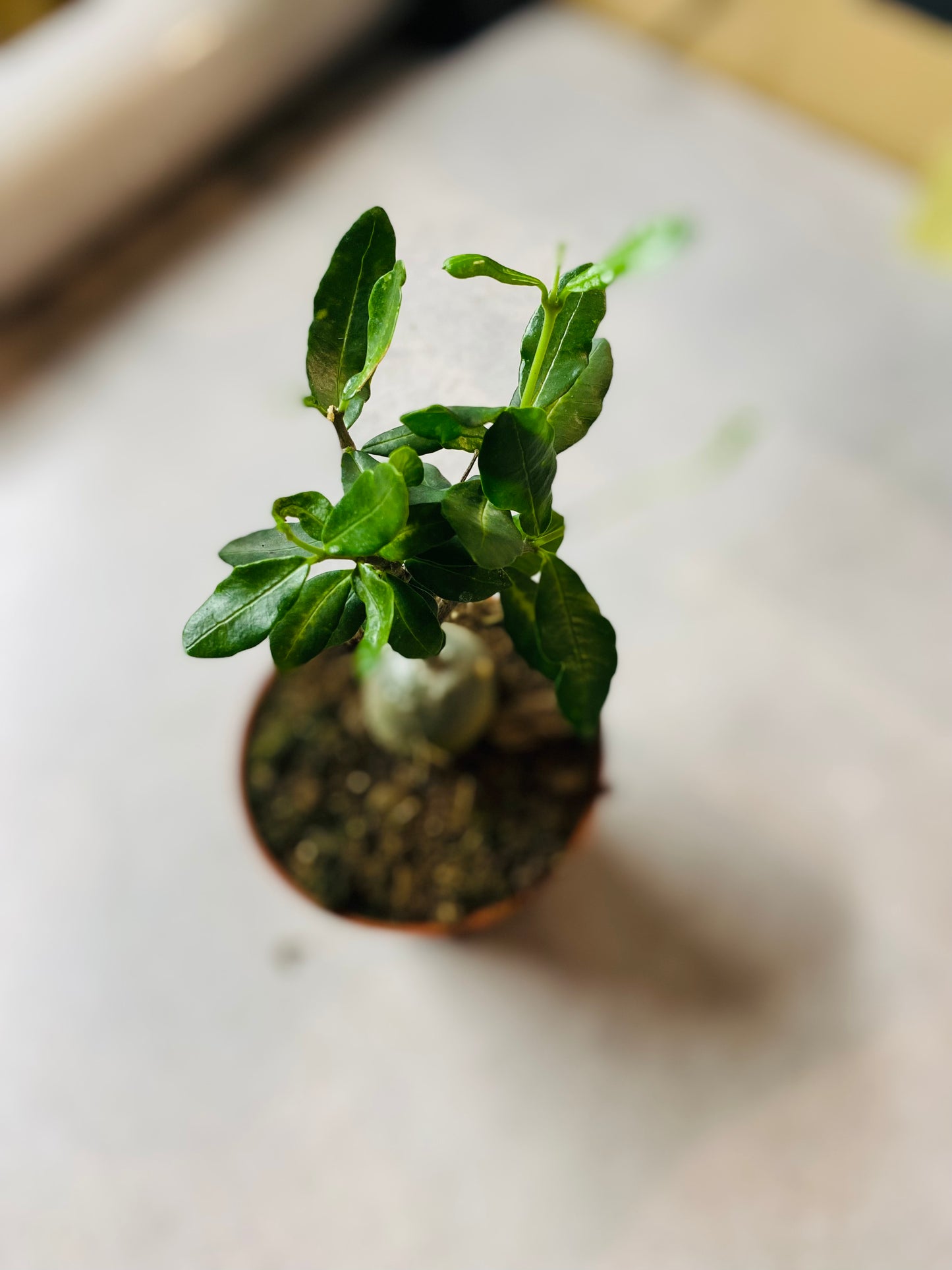 Fockea Edulis