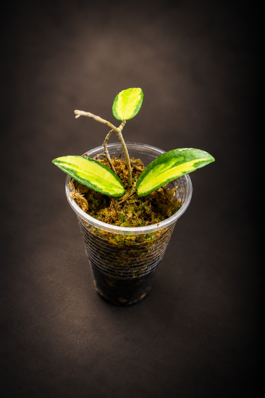 Hoya Acuta - Inner Variegated