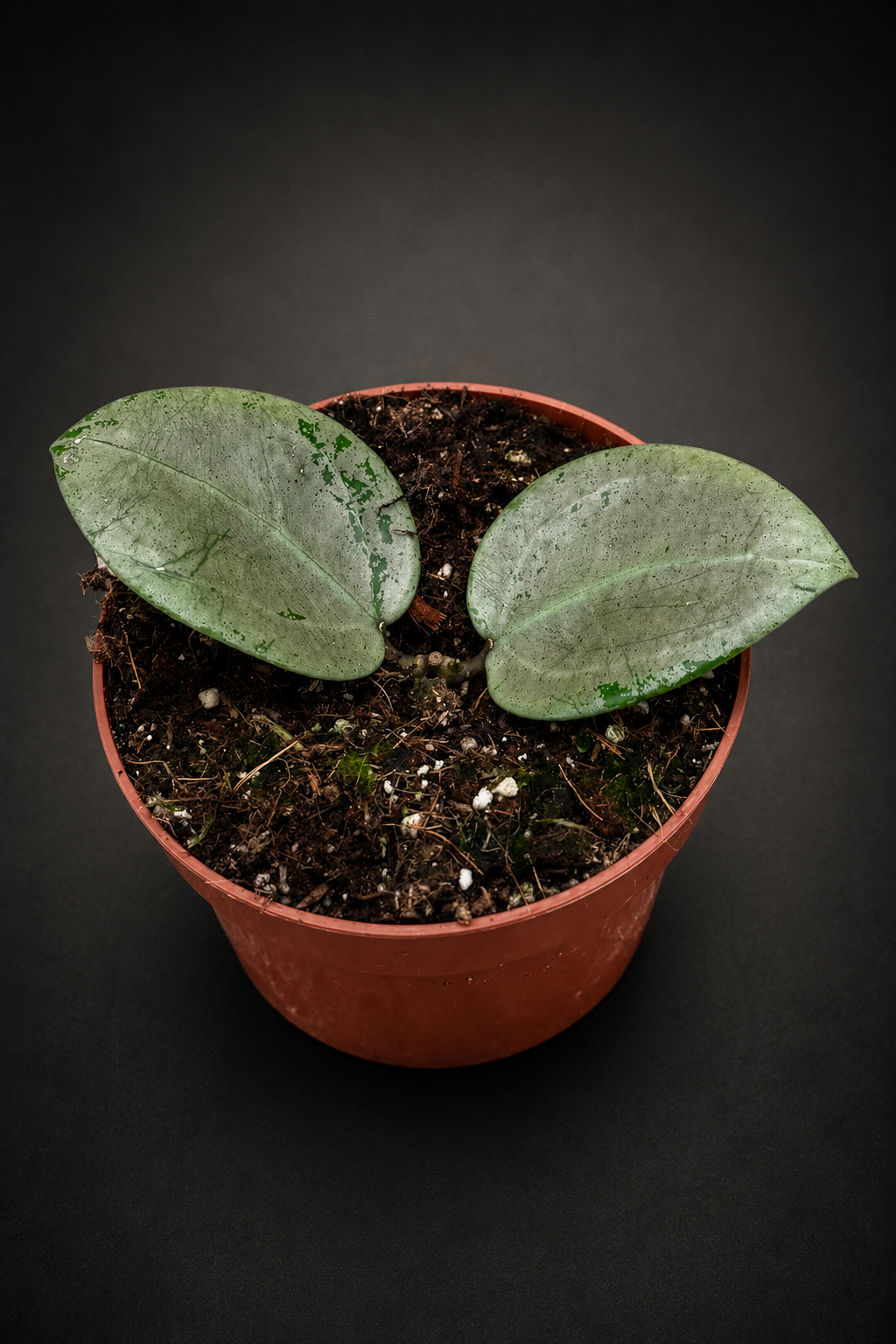 Hoya Acuta Silver Heart