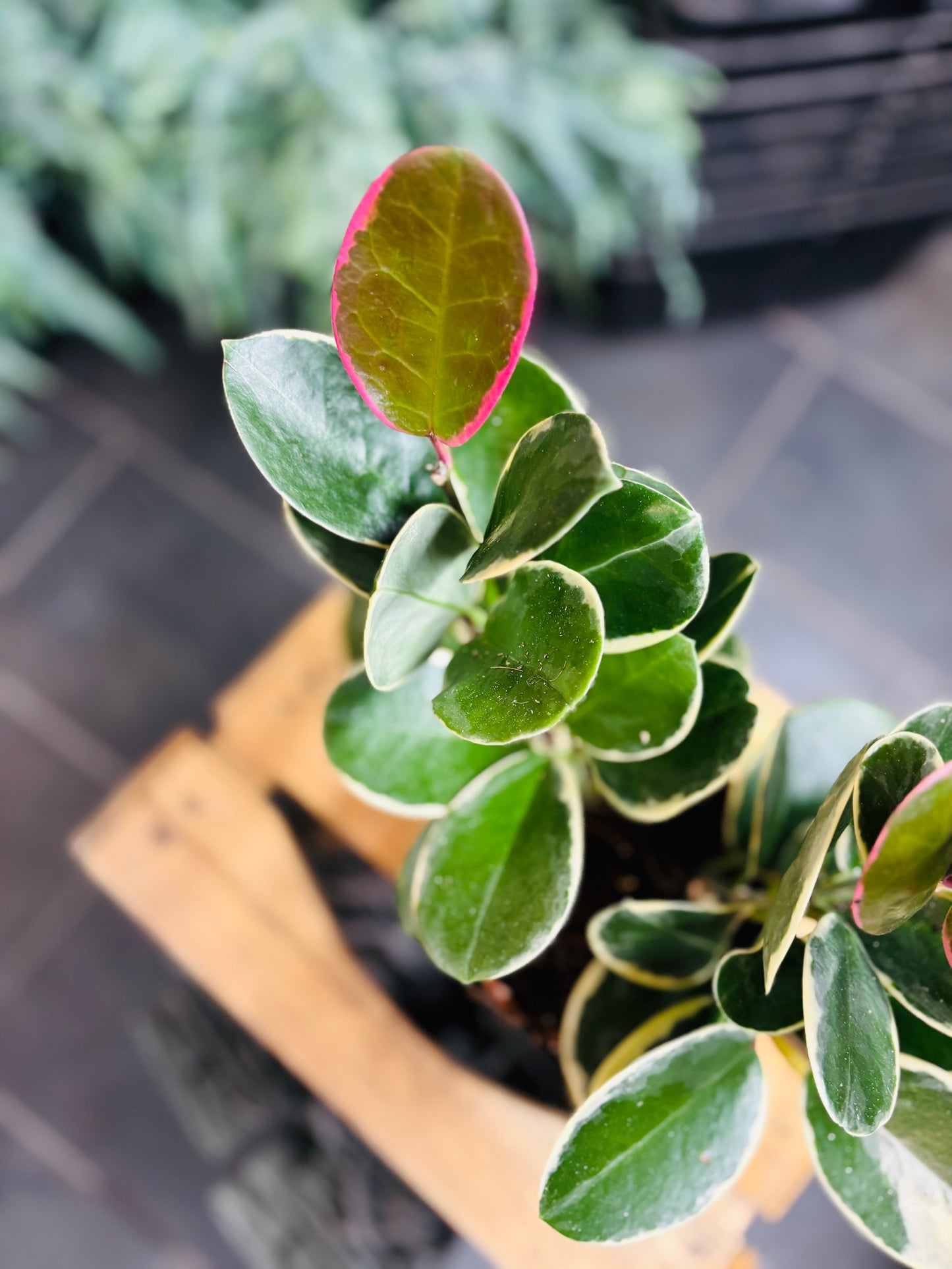 Hoya Australis Blondie