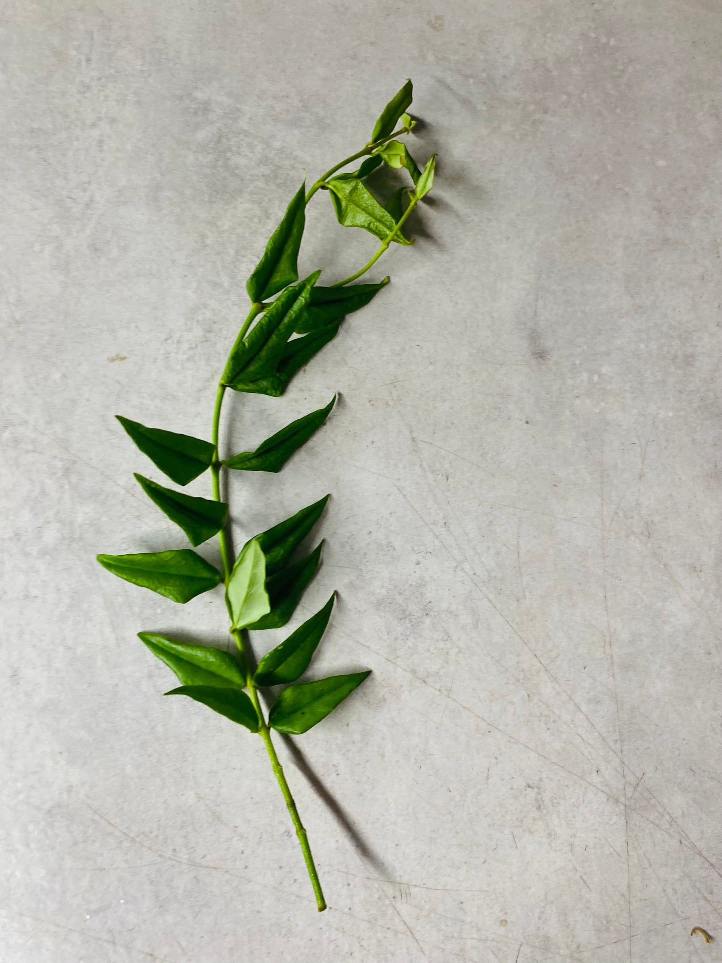 Hoya Bella - Stikling