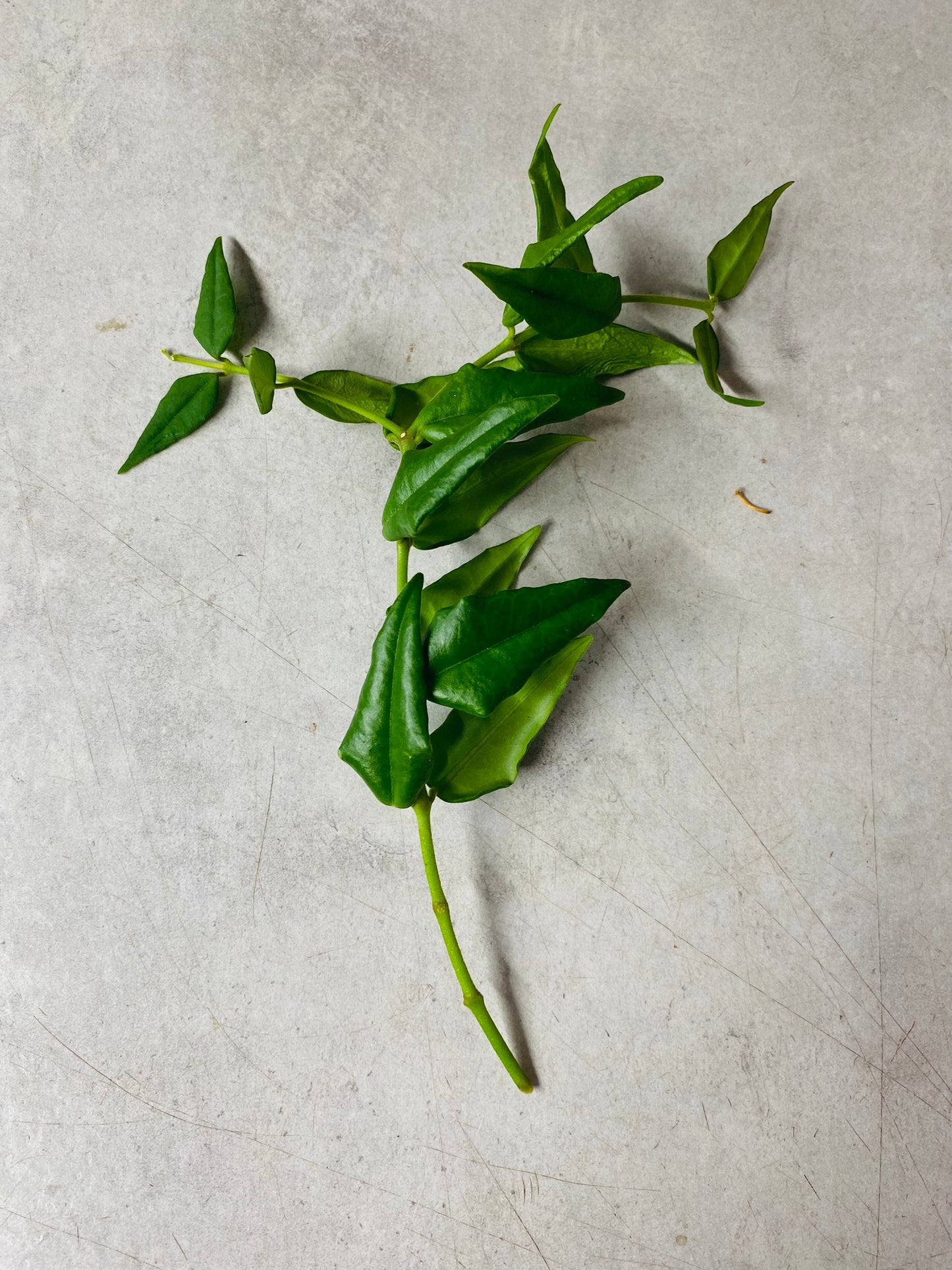 Hoya Bella - Stikling