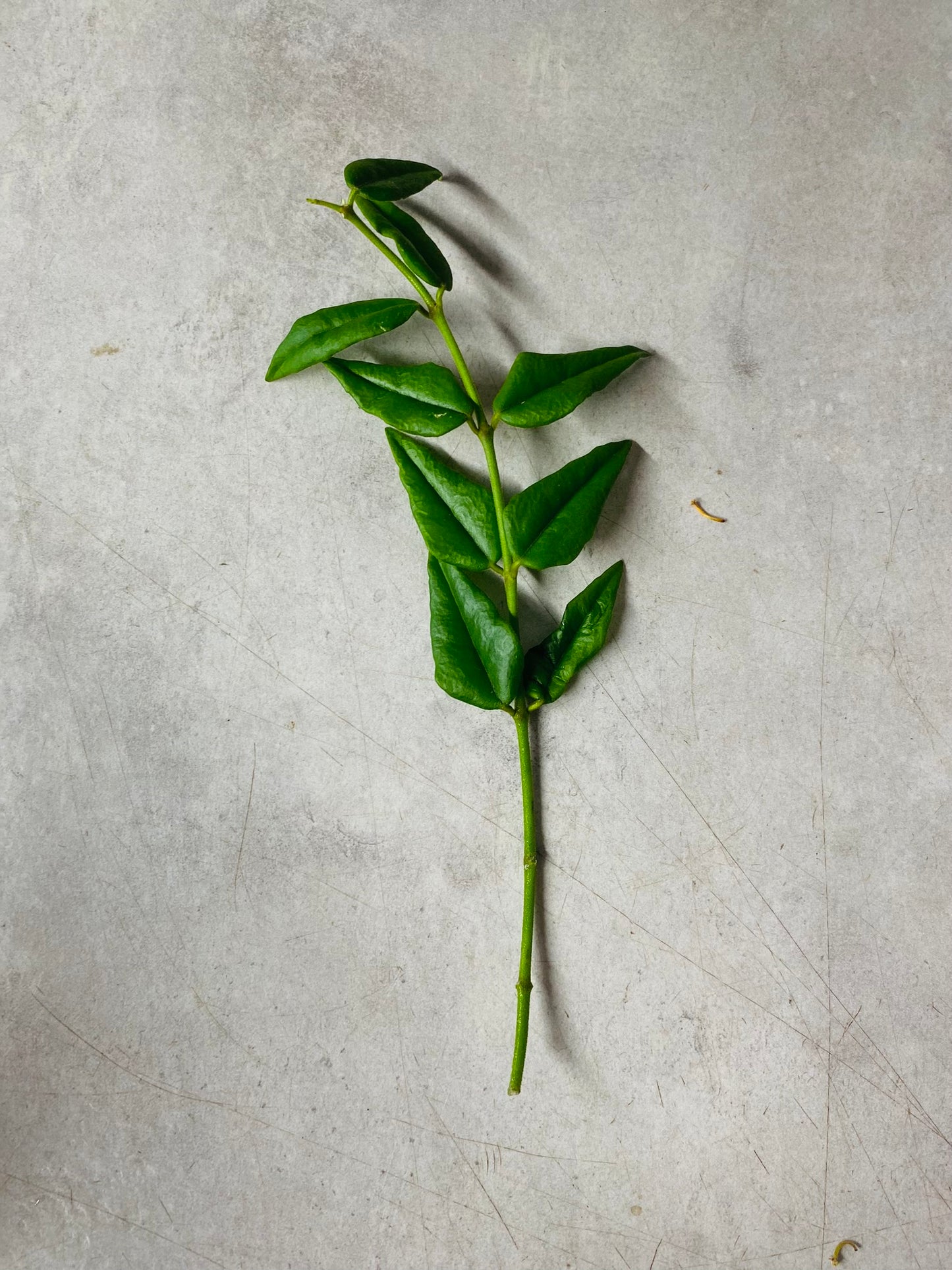 Hoya Bella - Stikling