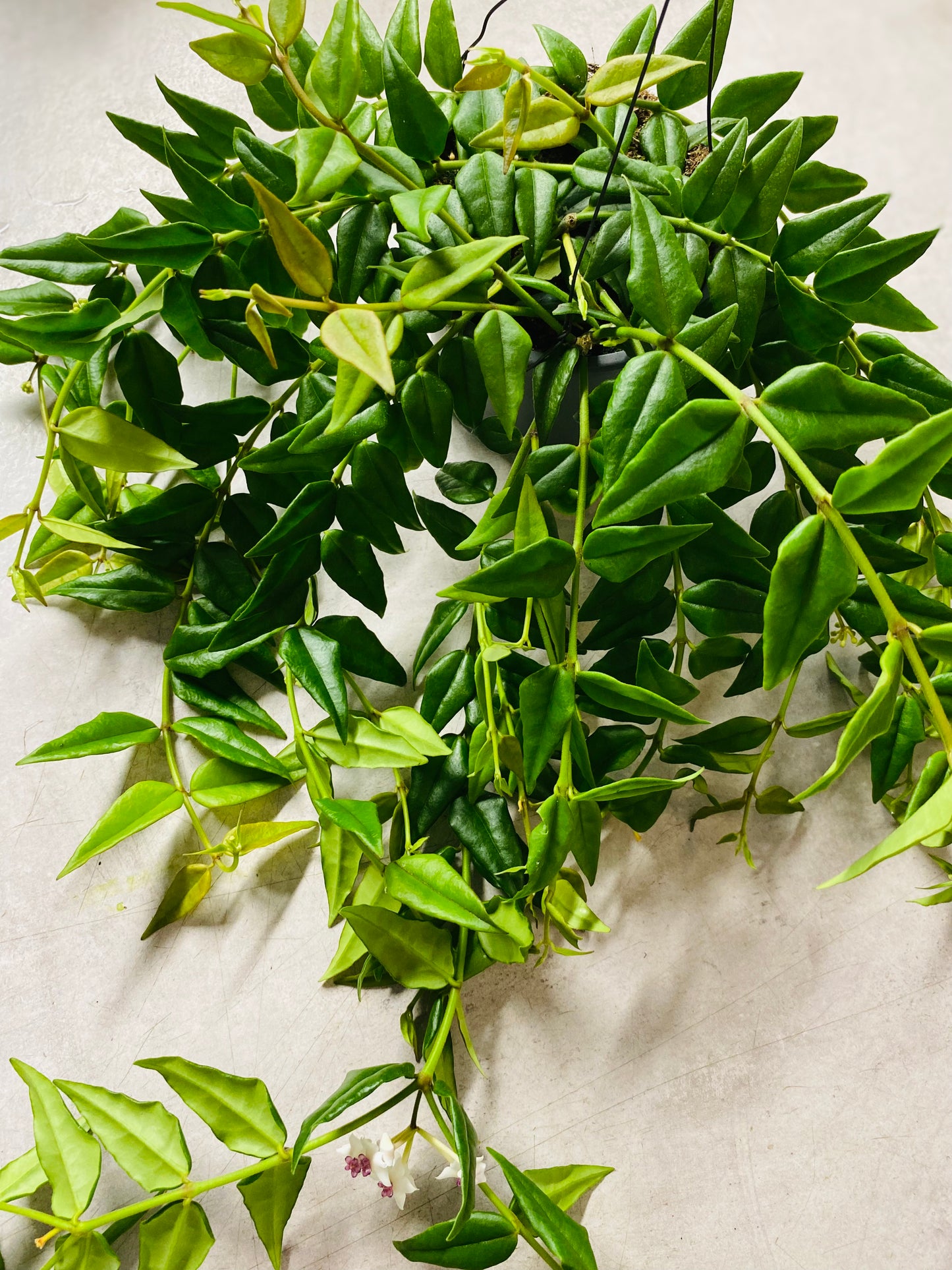 Hoya Bella