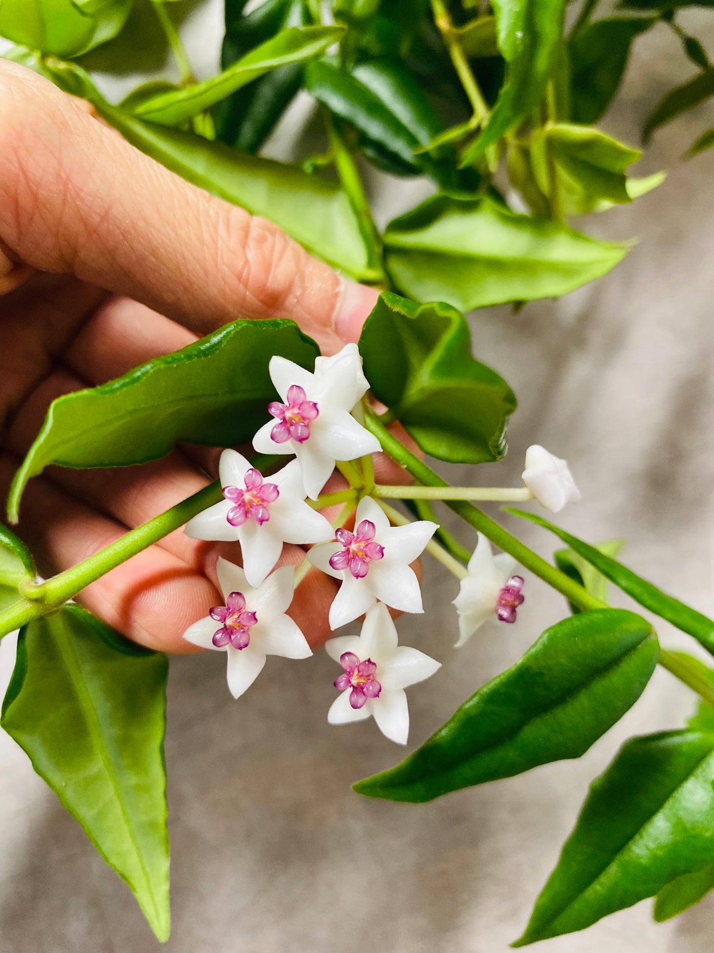 Hoya Bella