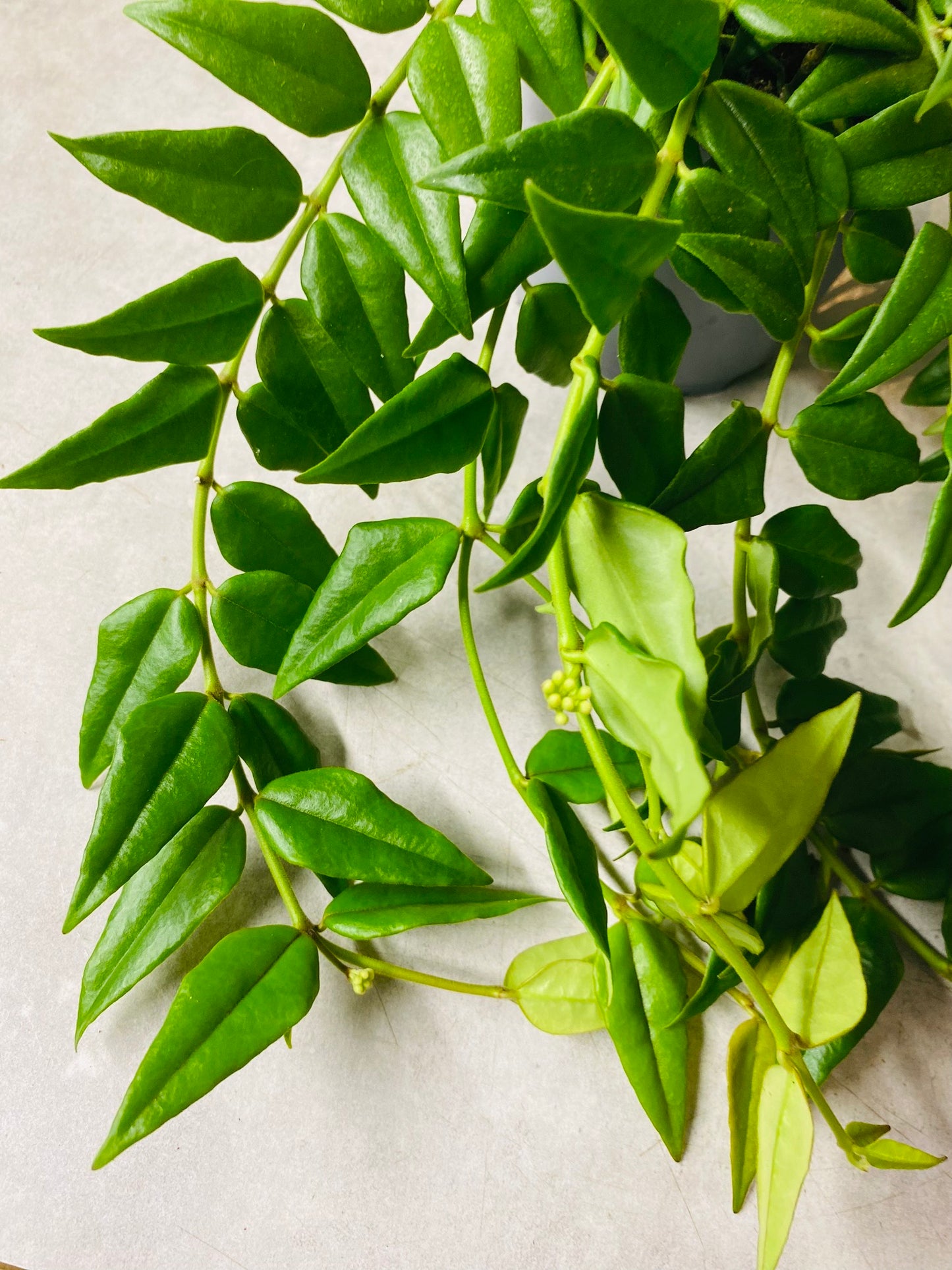Hoya Bella