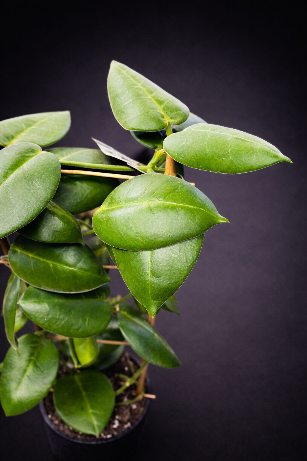 Hoya Calycina Stargazer