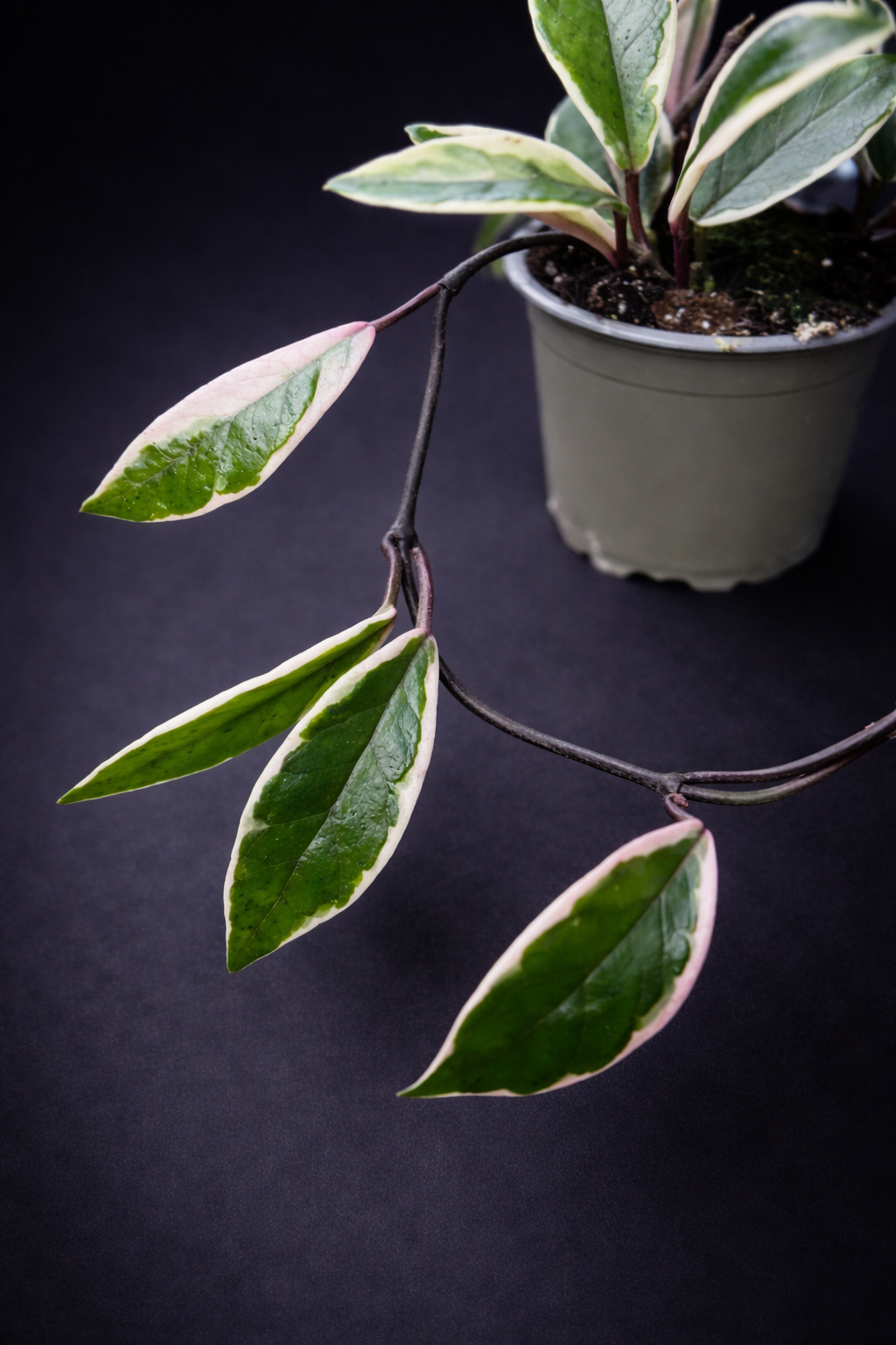 Hoya Carnosa Purple Pride