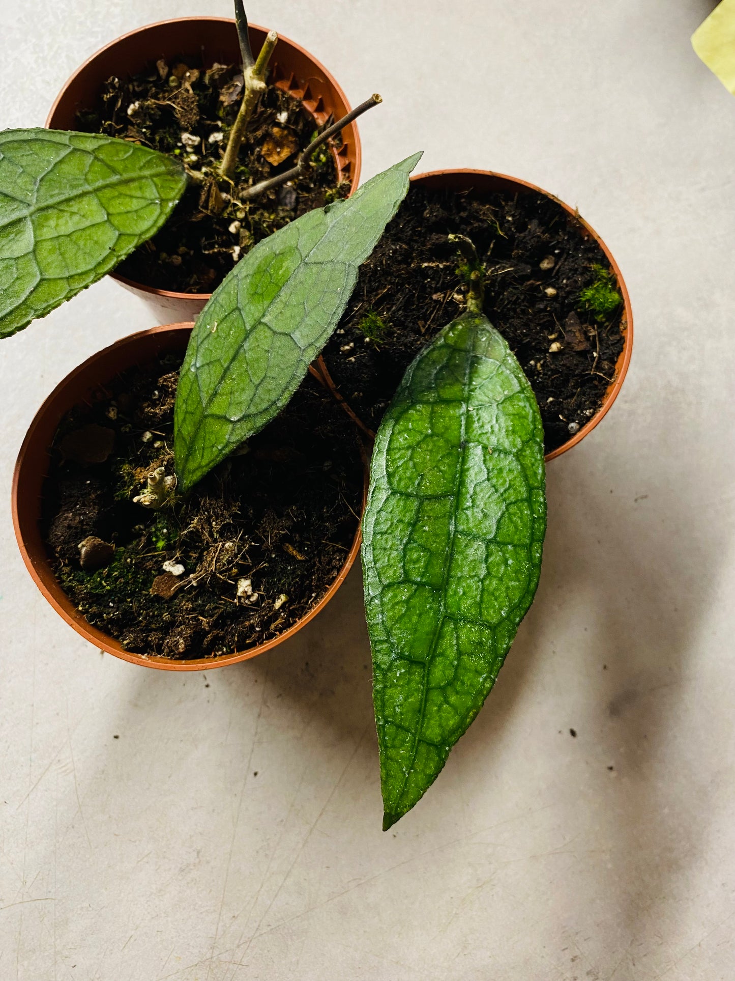 Hoya Clemensiorum Sumatra