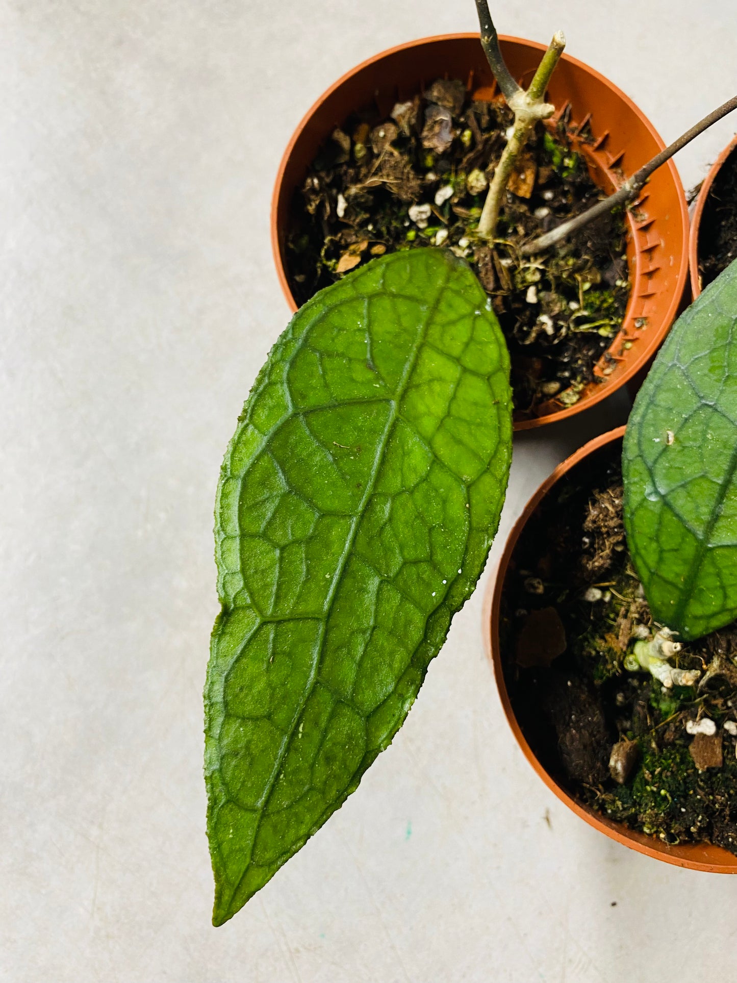 Hoya Clemensiorum Sumatra