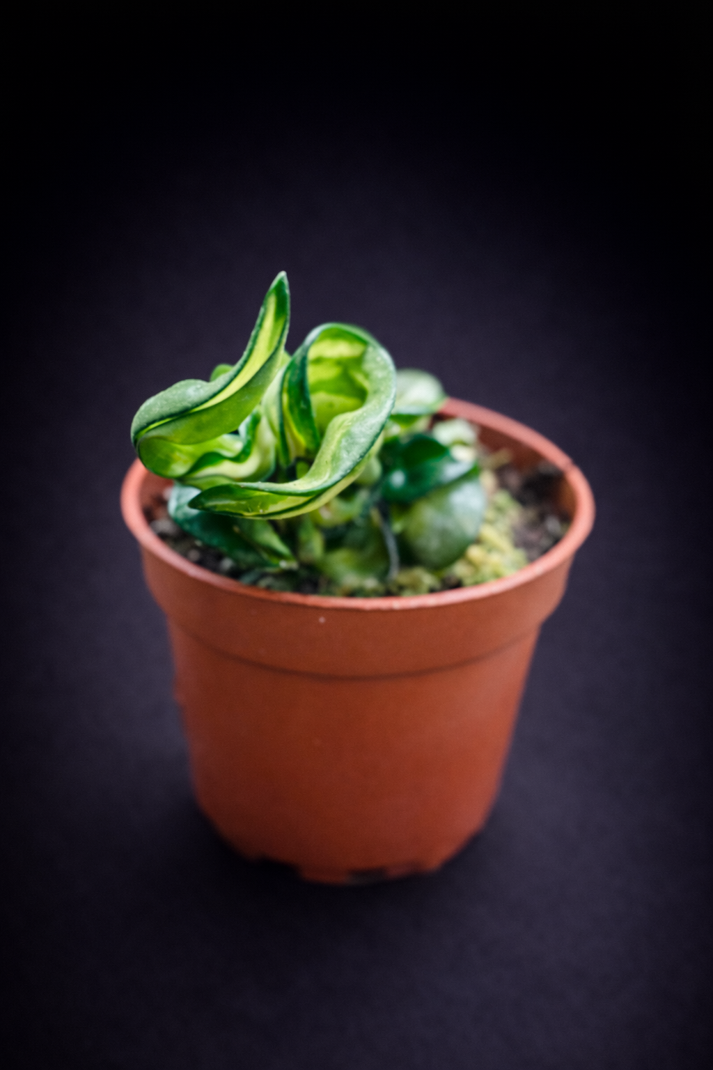 Hoya Compacta Mauna Loa