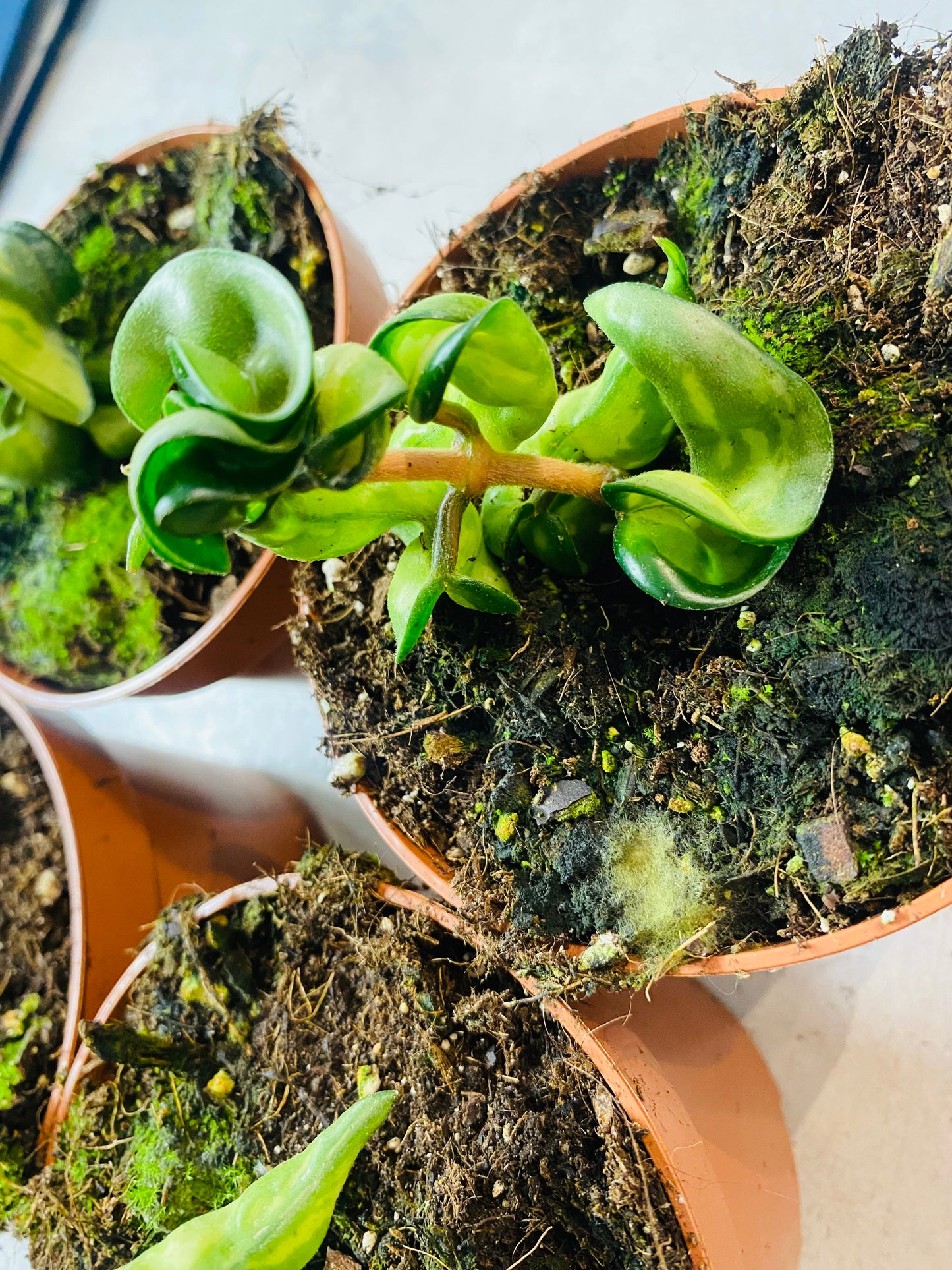 Hoya Compacta Mauna Loa