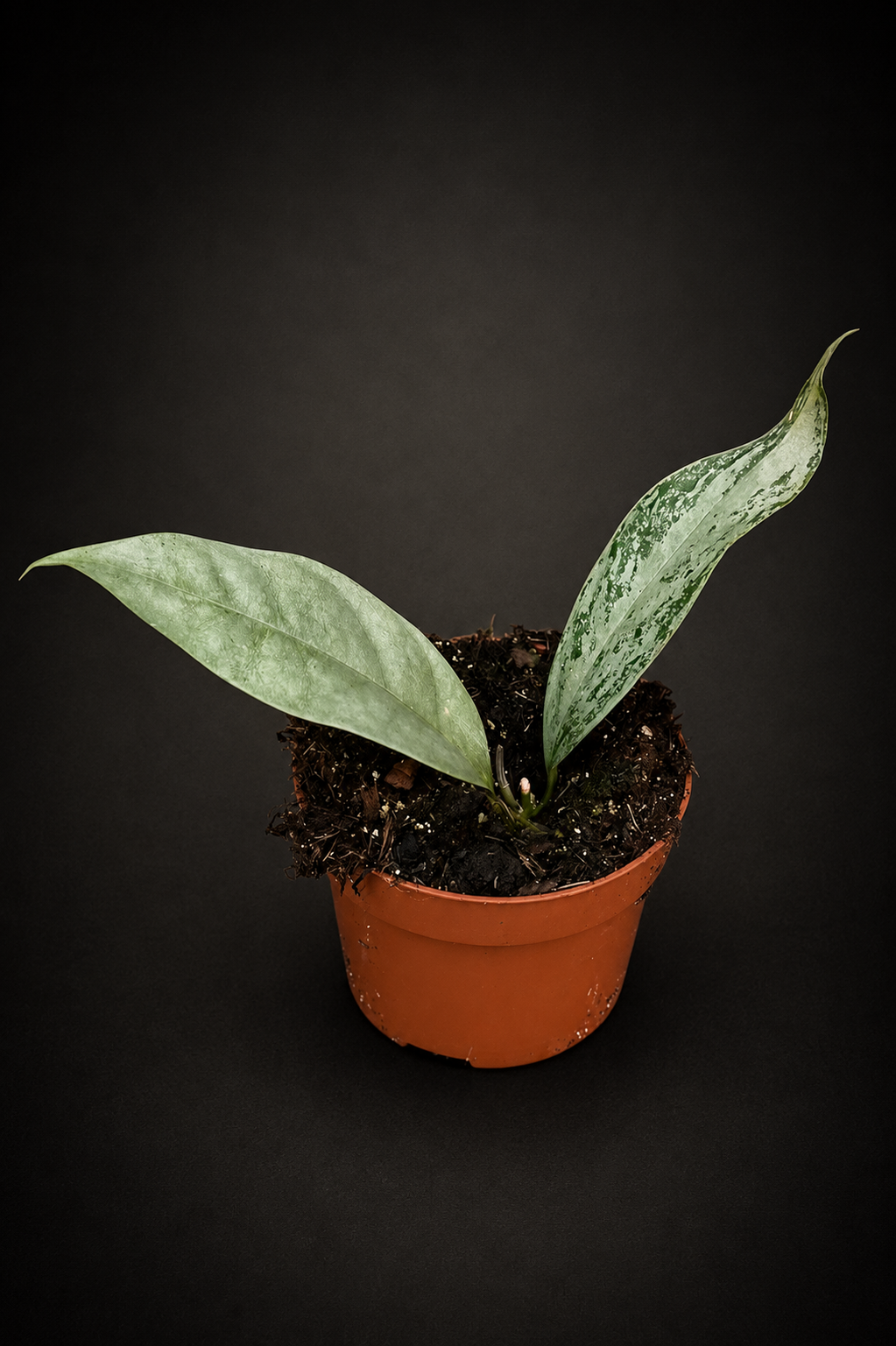 Hoya Coriacea Silver