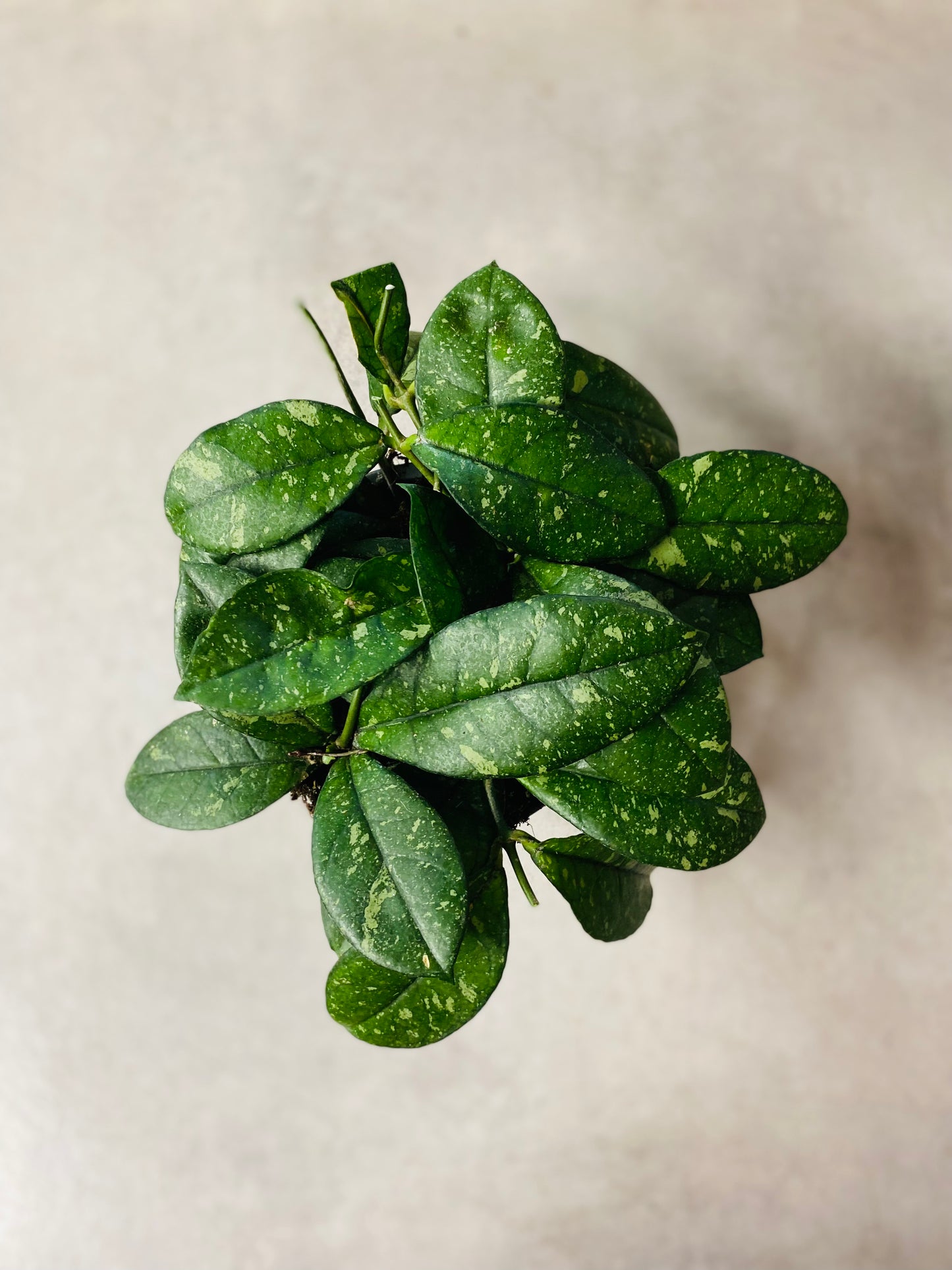 Hoya Crassipetiolata Round Form Splash