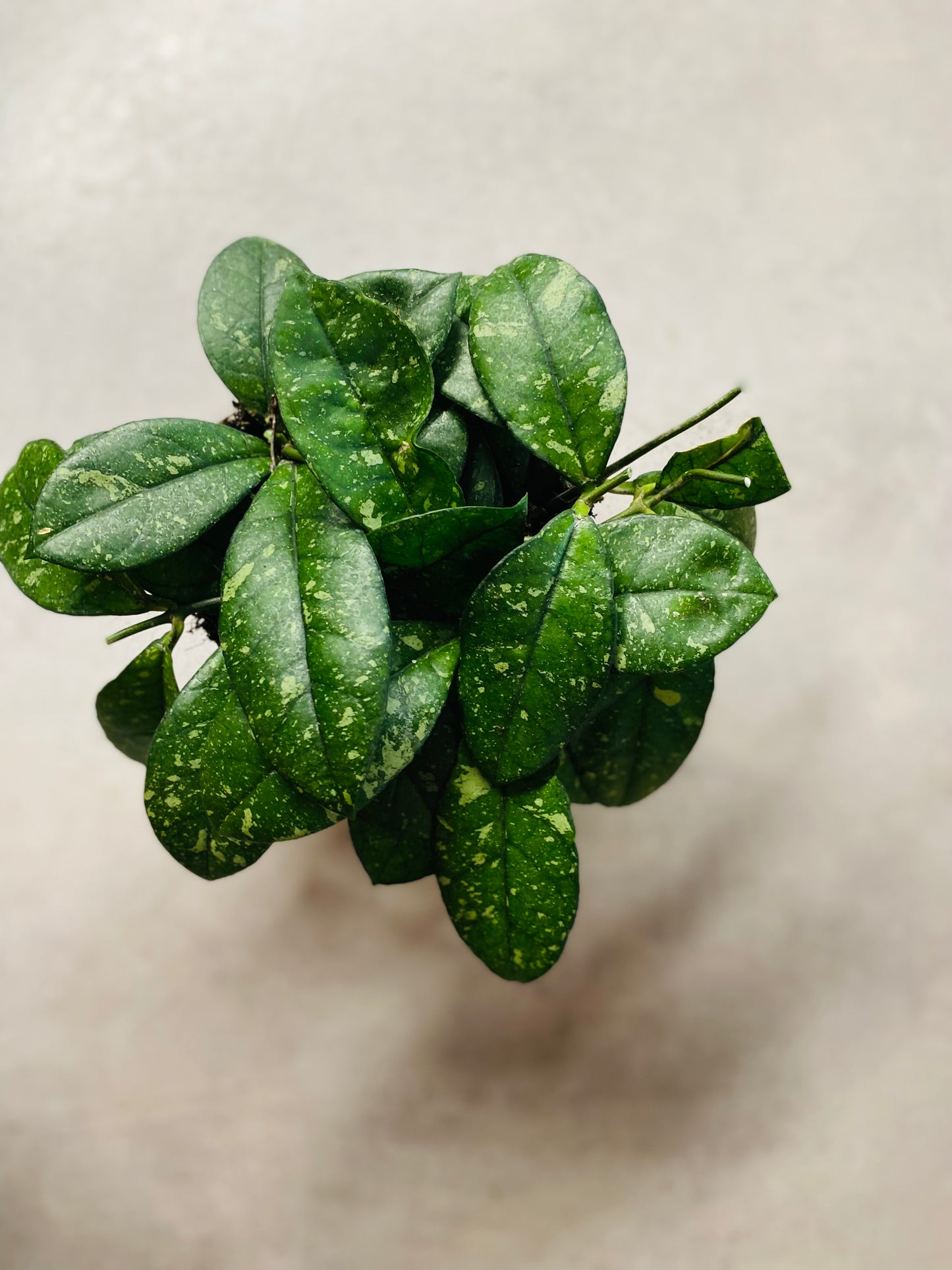 Hoya Crassipetiolata Round Form Splash