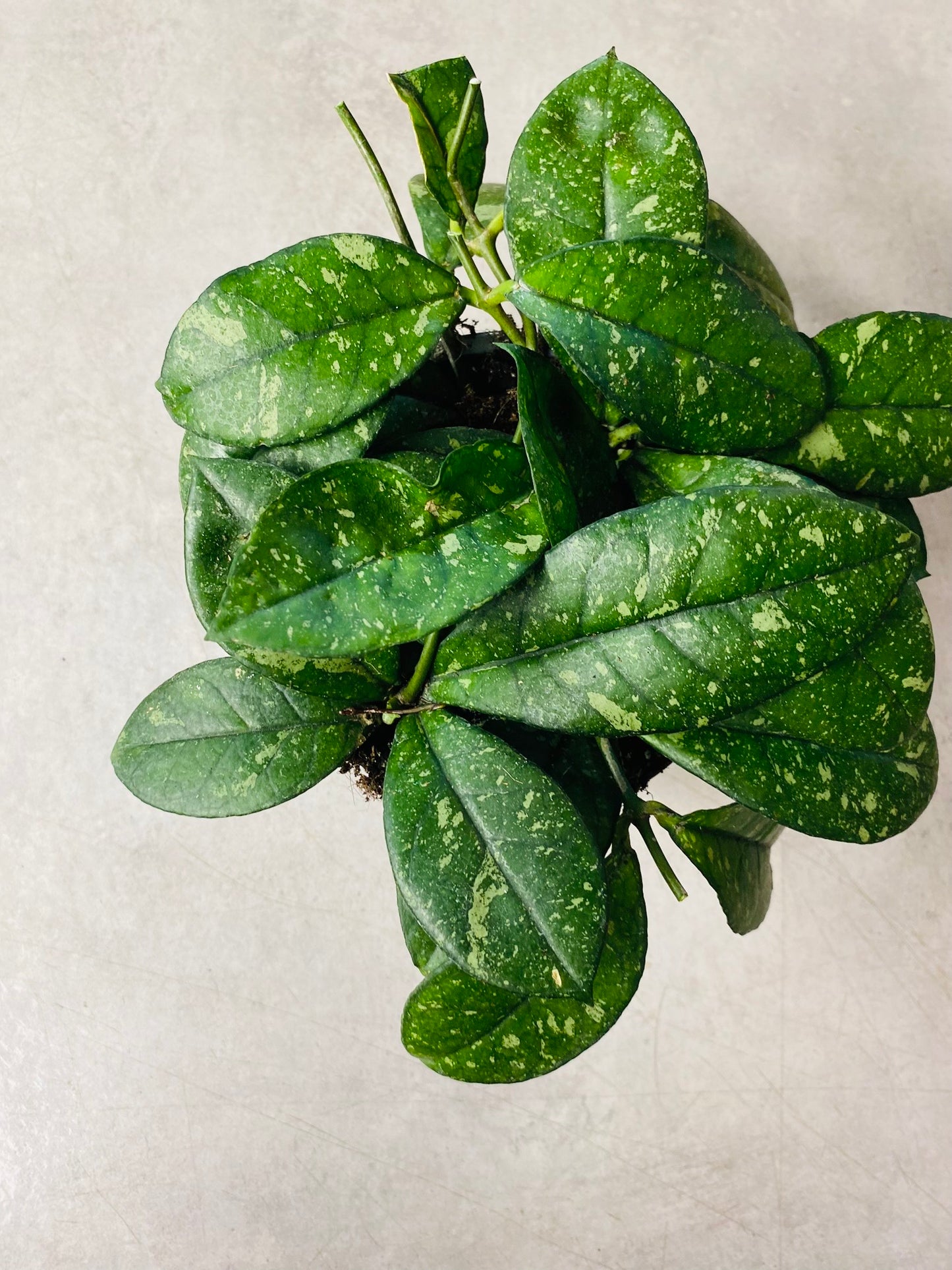 Hoya Crassipetiolata Round Form Splash