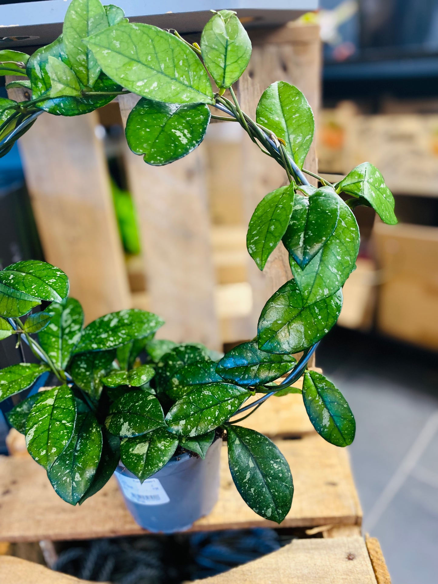 Hoya Crassipetiolata Round Form Splash