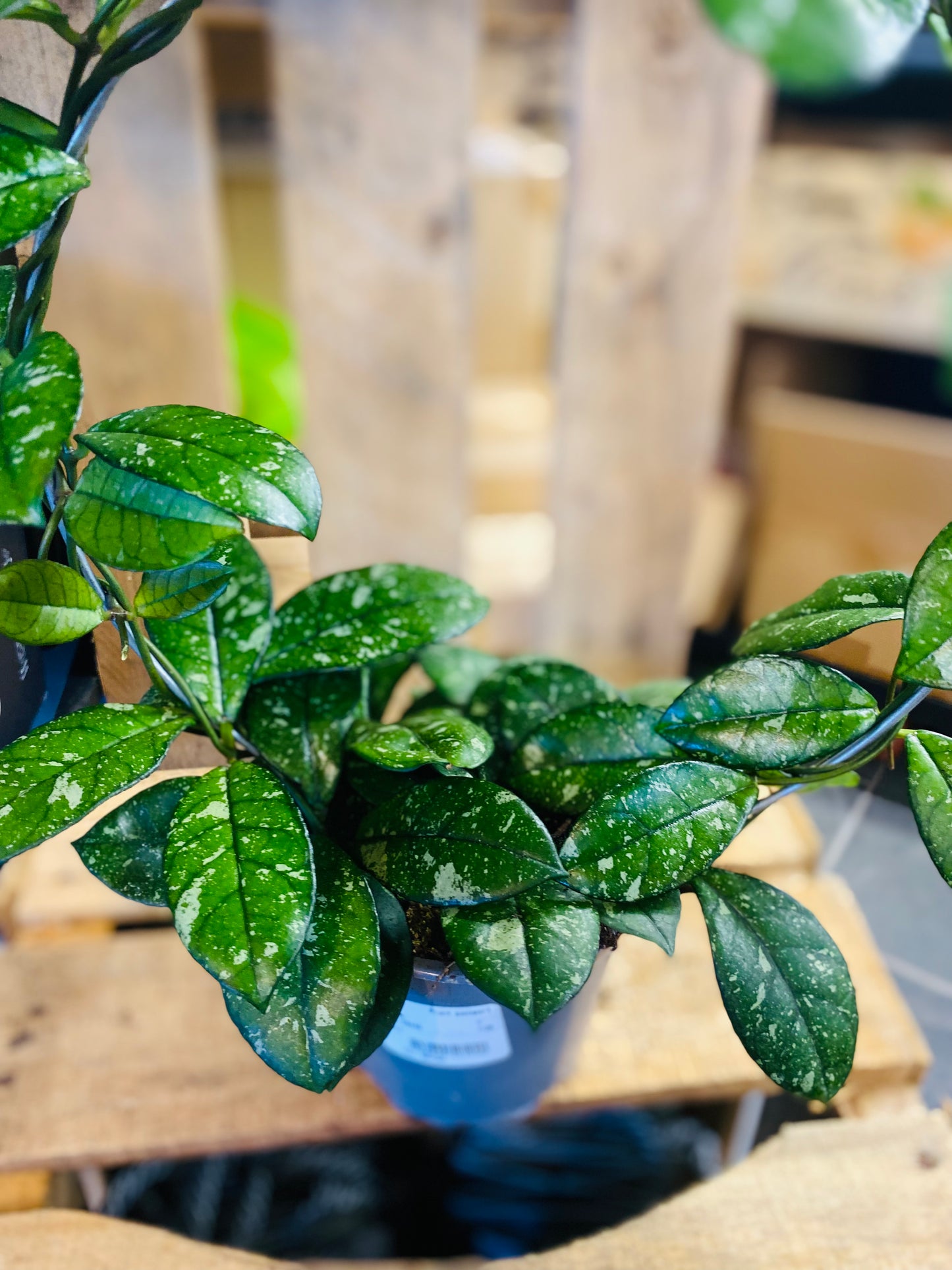 Hoya Crassipetiolata Round Form Splash