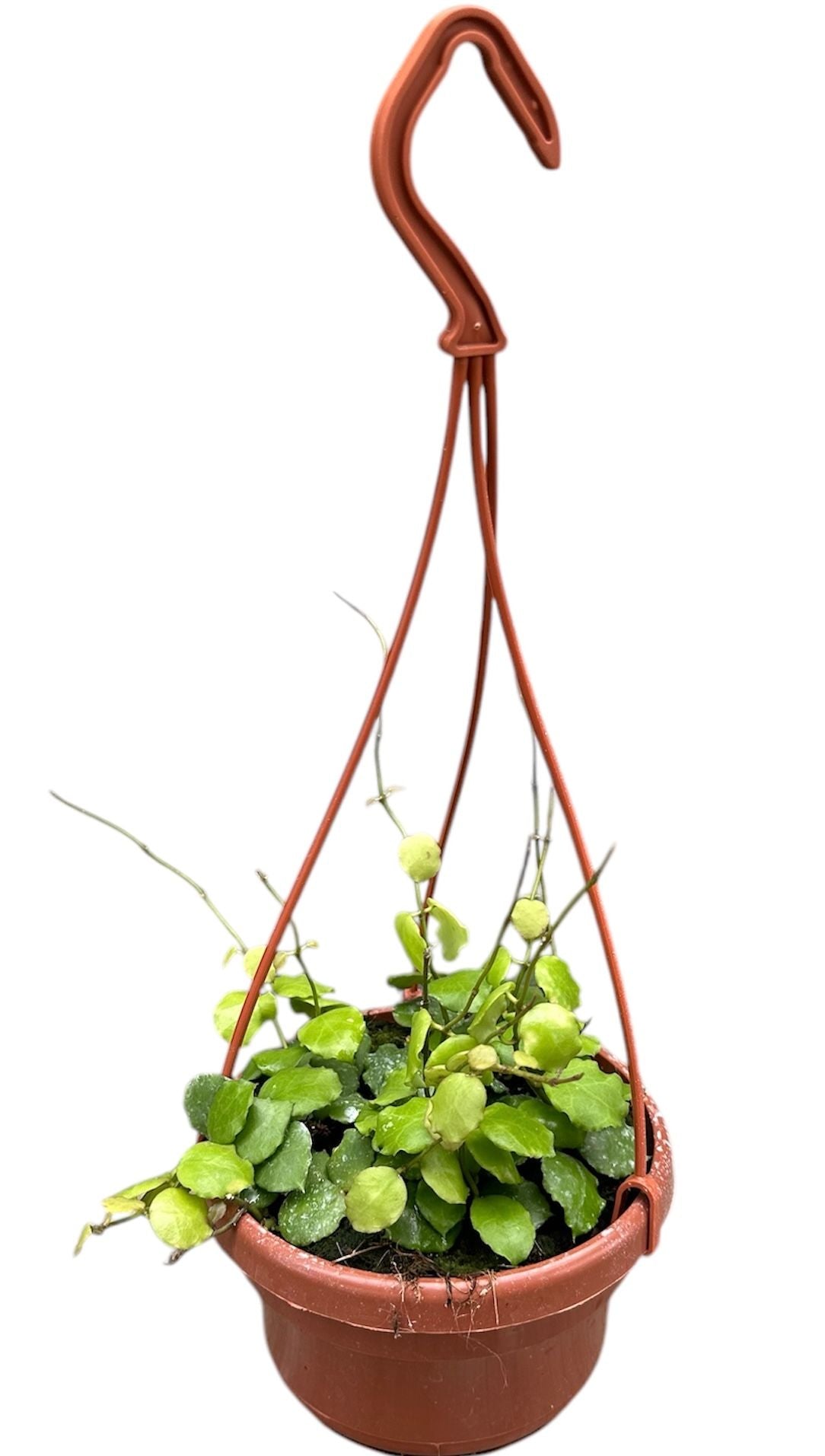 Hoya Endauensis